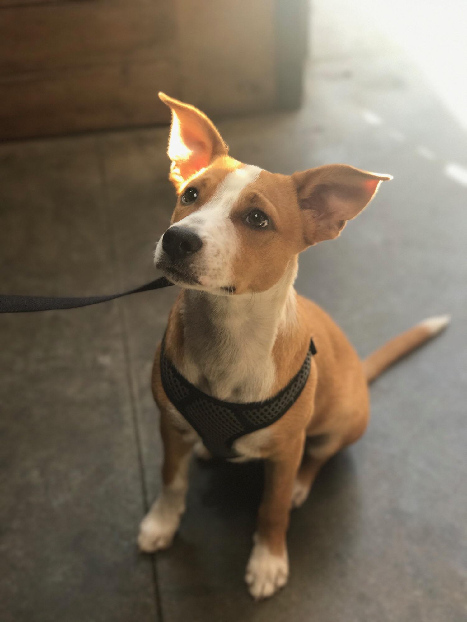 My Basenji mix! Basenji