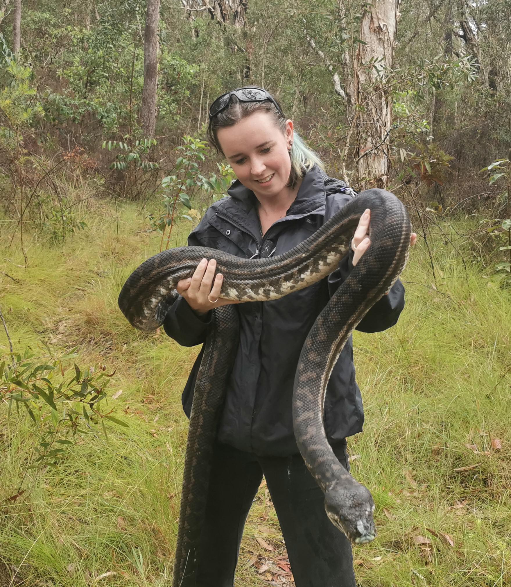 This is the largest Coastal Carpet Python that we relocated last season