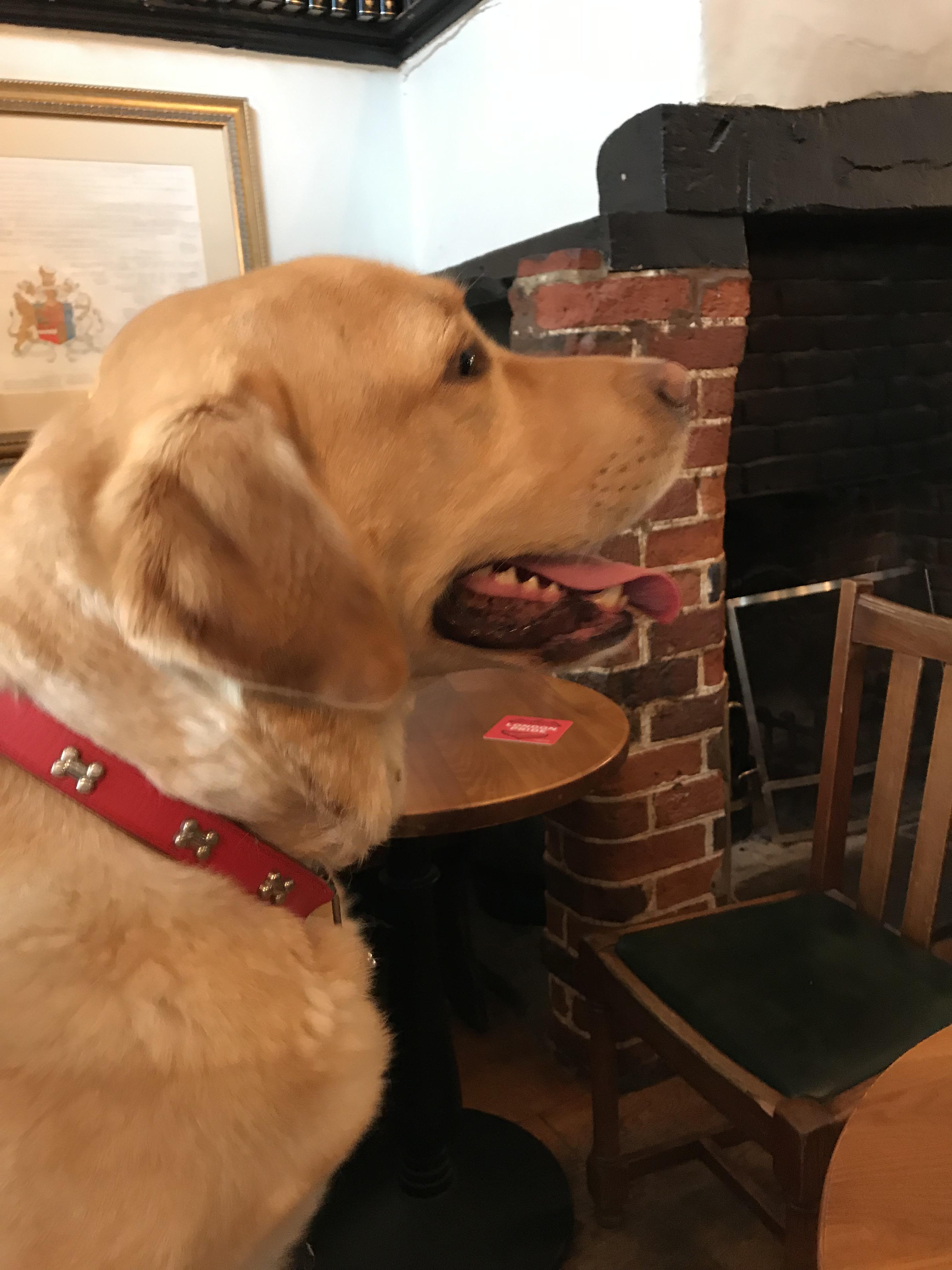 Pub dogs are the best aww