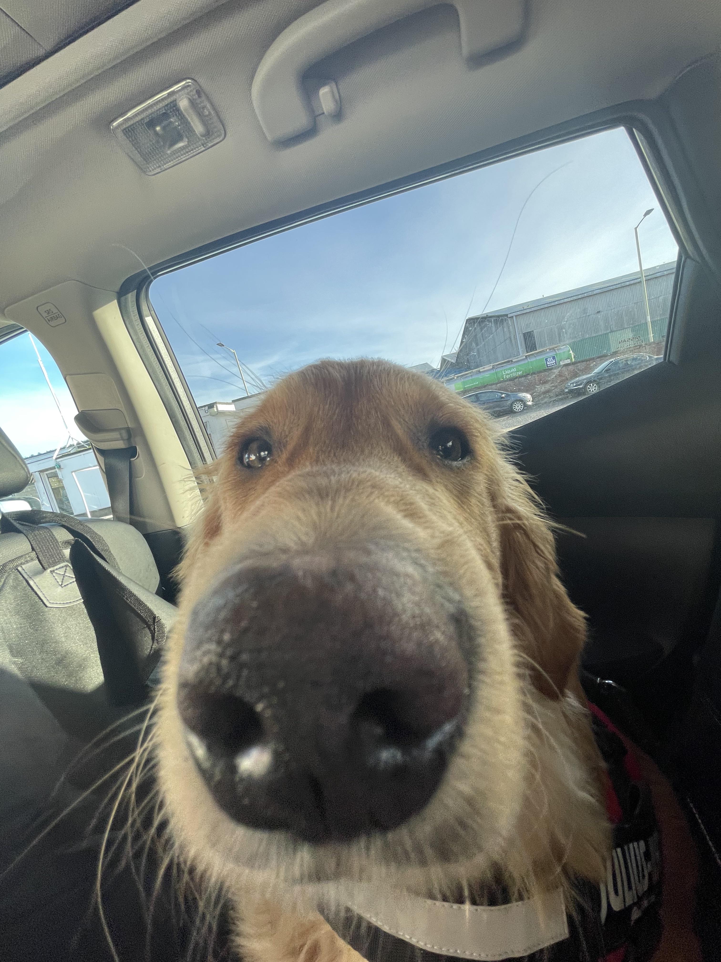 I tried out a wide angle camera on the dog and well now he’s a horse