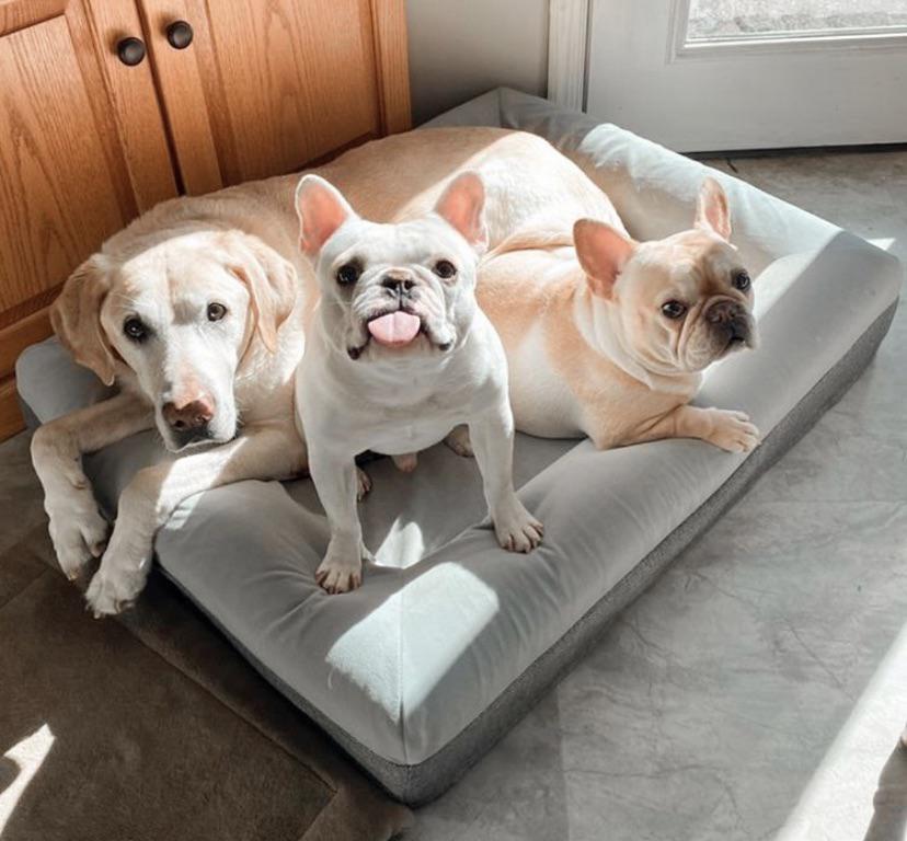 What beds do your Frenchies like? Dazy Dog has been a hit, 2 frenchies