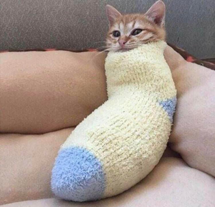 PsBattle Cat comfortably relaxing in a sock.