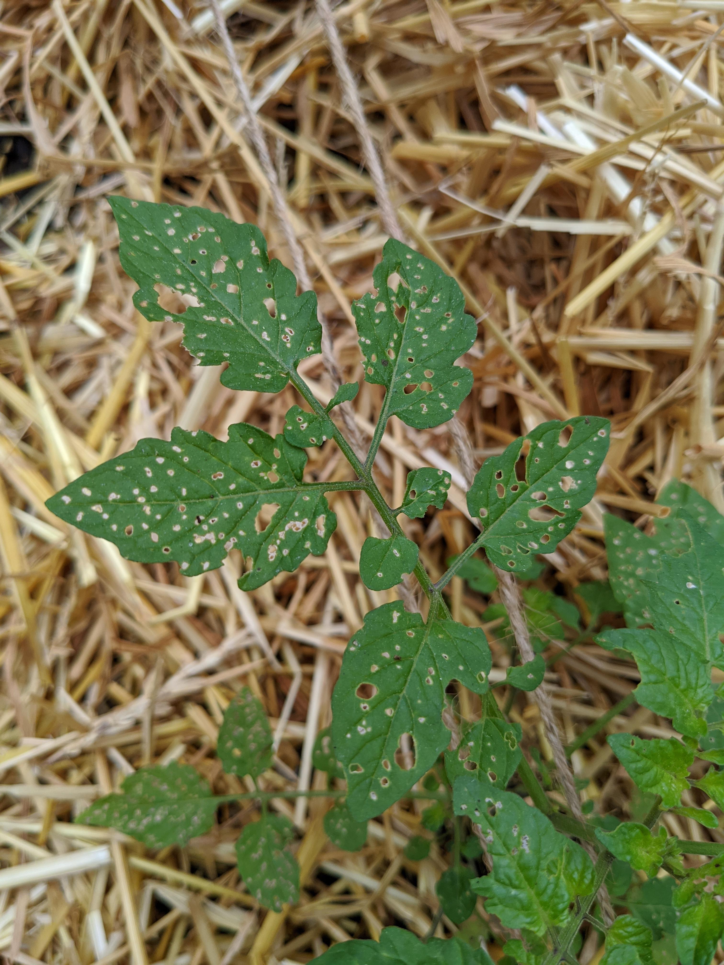Any ideas why my tomato leaves have tiny white spots that turn into