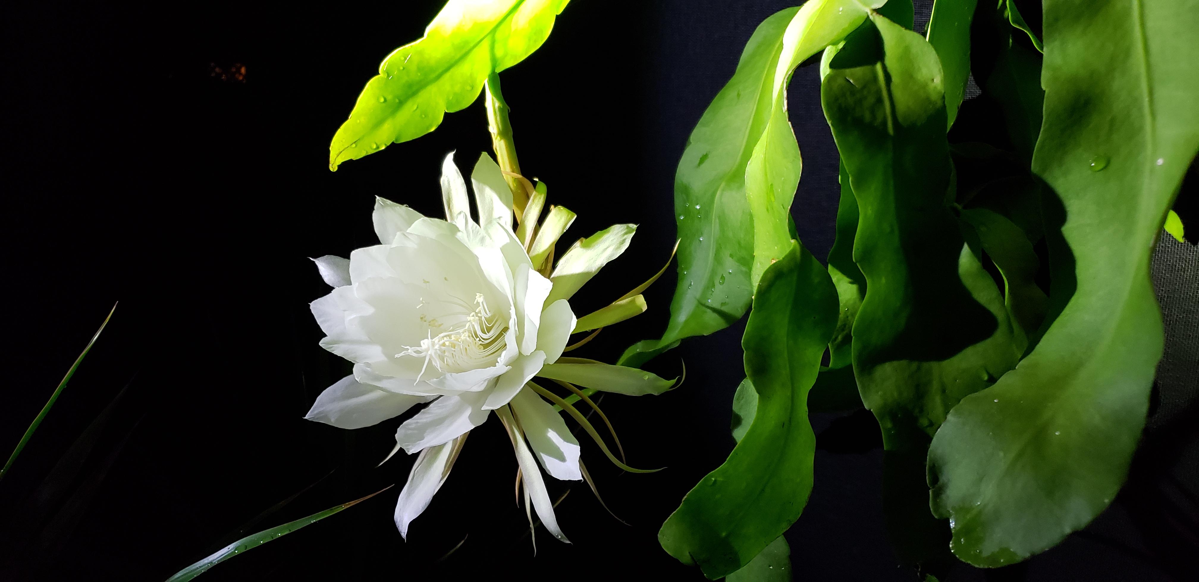 Epiphyllum Oxypetalum " Queen of the Night" r/succulents