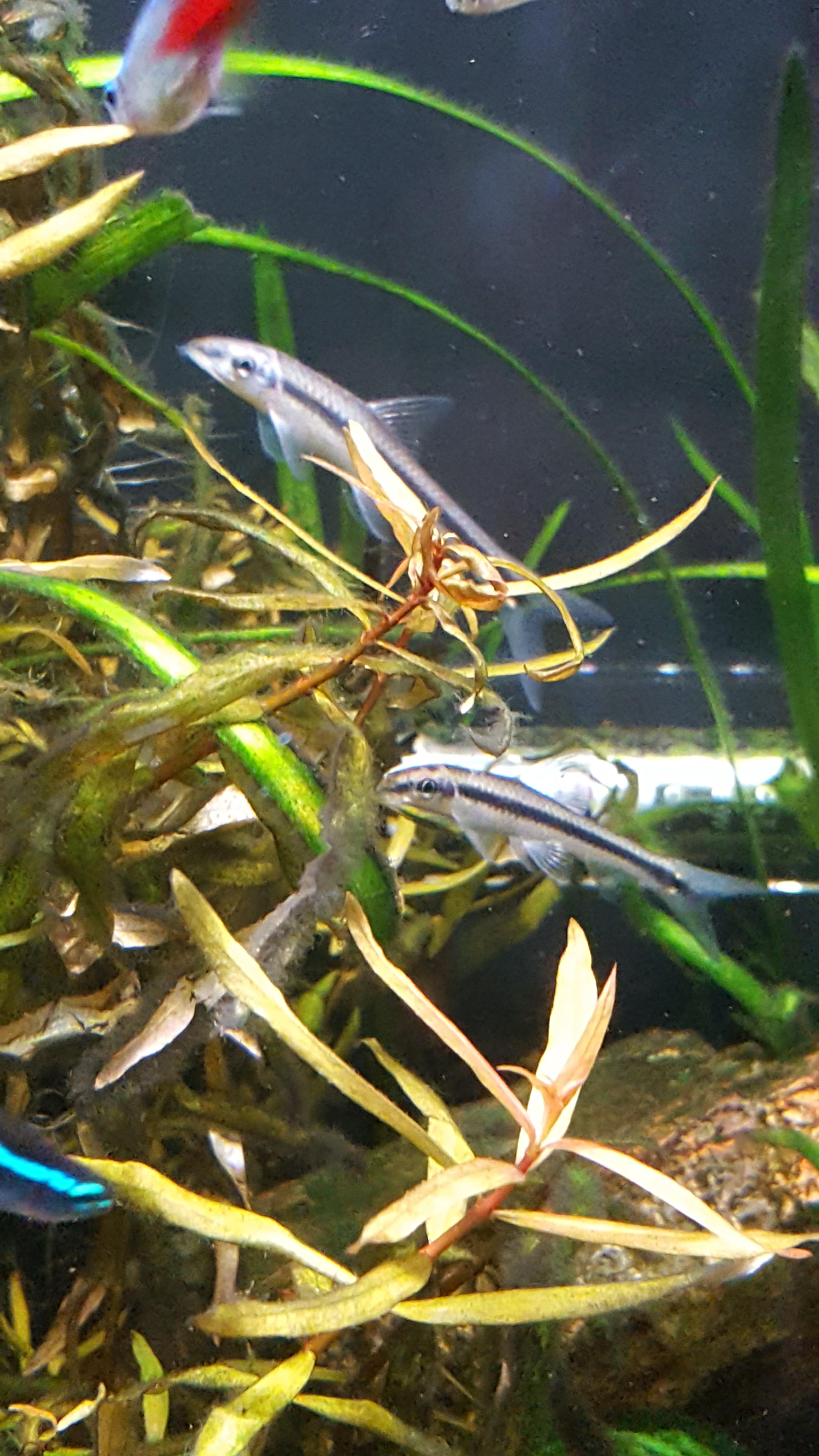 New Fish! Flying Foxes! r/Aquariums