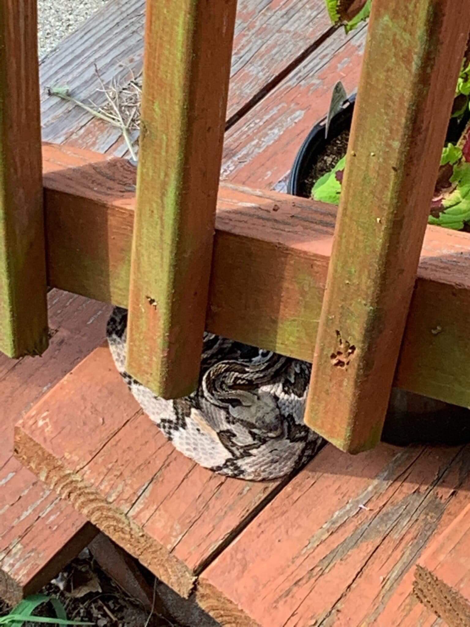What kind of snake is this? It’s ok my porch in South Carolina r