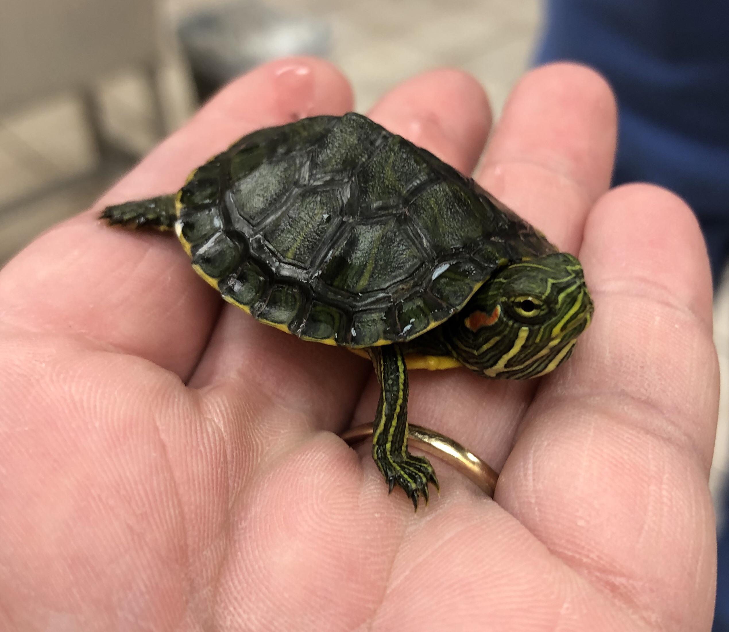Collection 101+ Pictures Photos Of Baby Turtles Updated 10/2023