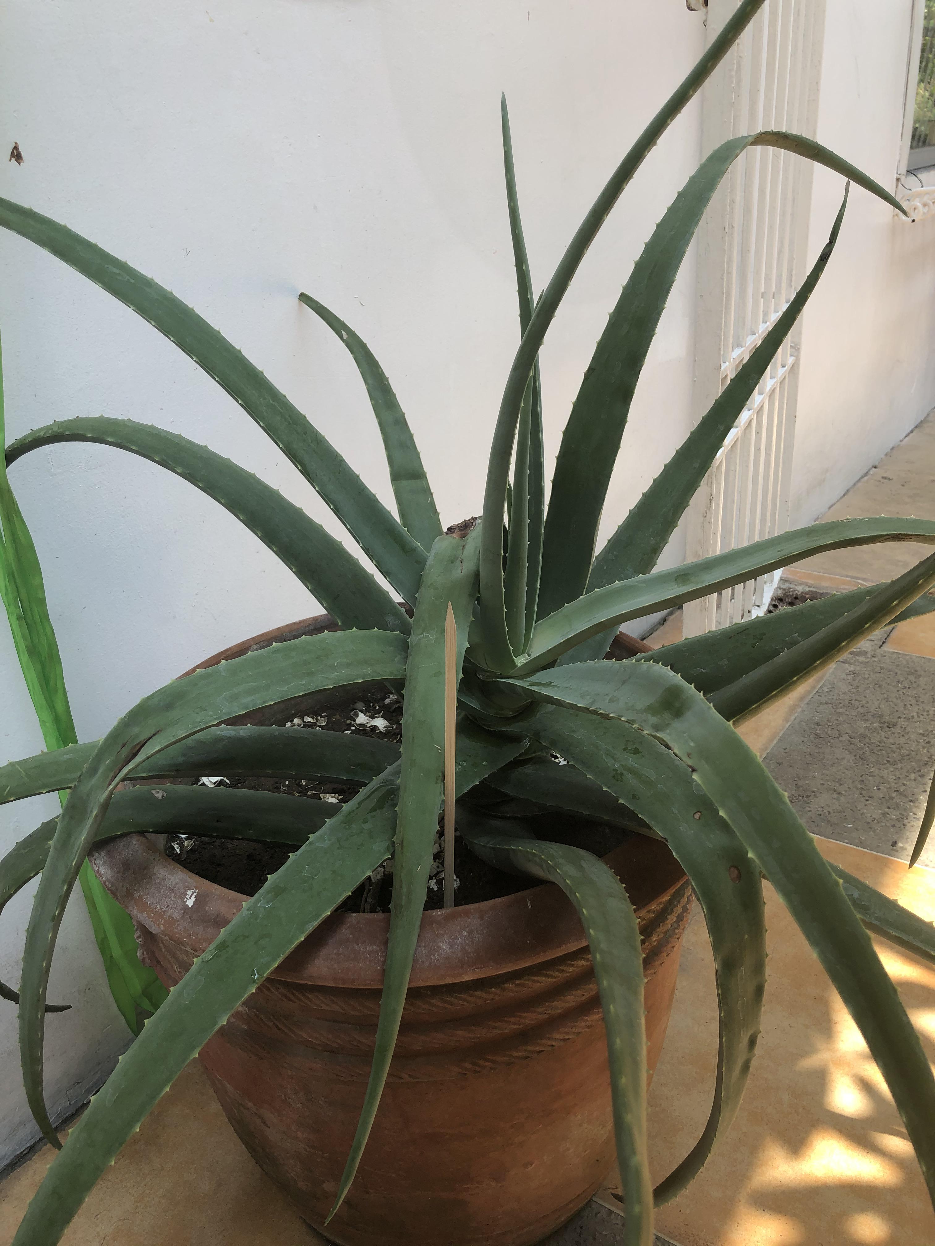 Aloe vera leaves are skinny and limp, help? Usually water once every