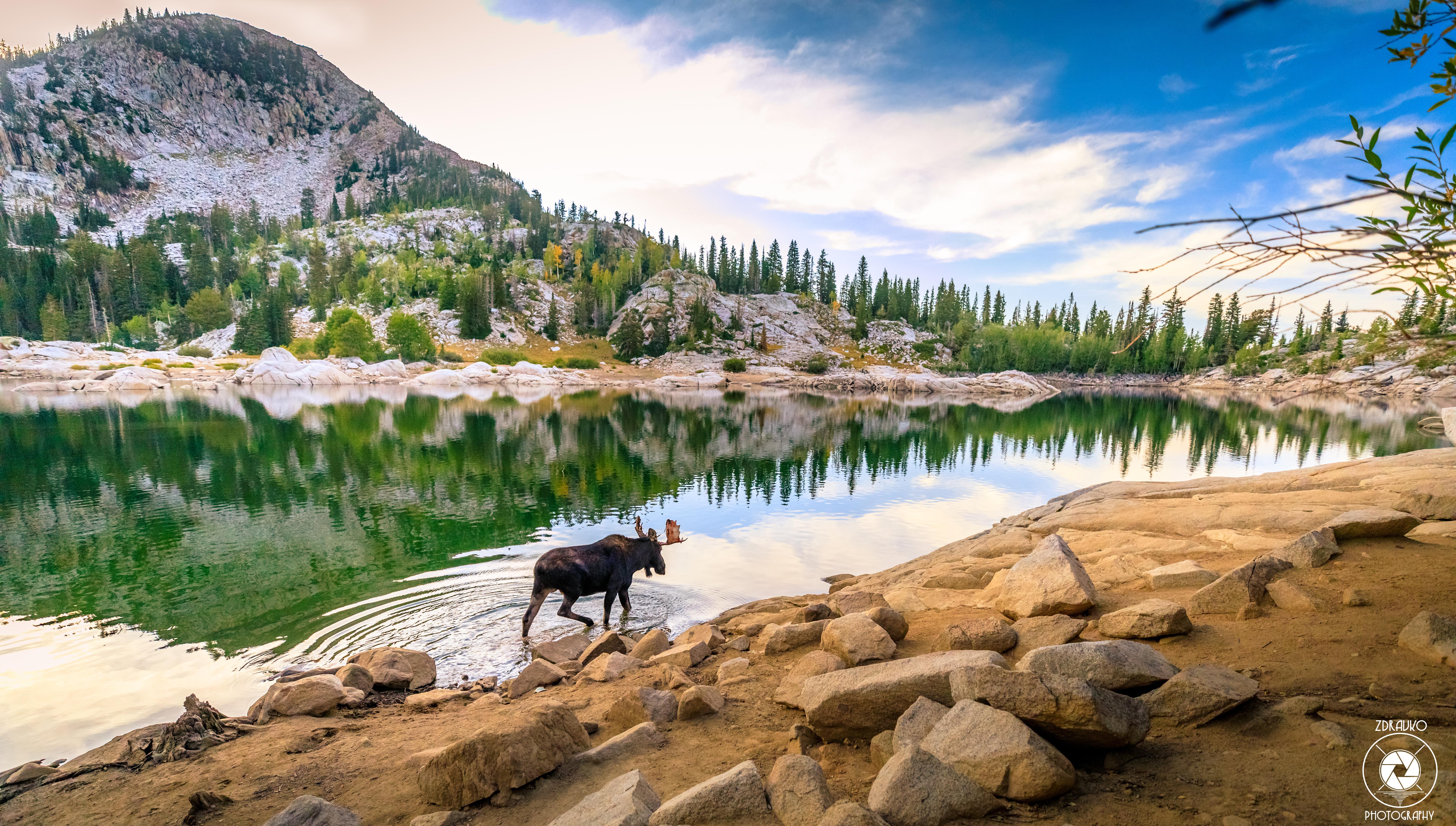 Spotted Male Bull Moose near Salt Lake City in Utah What a majestic