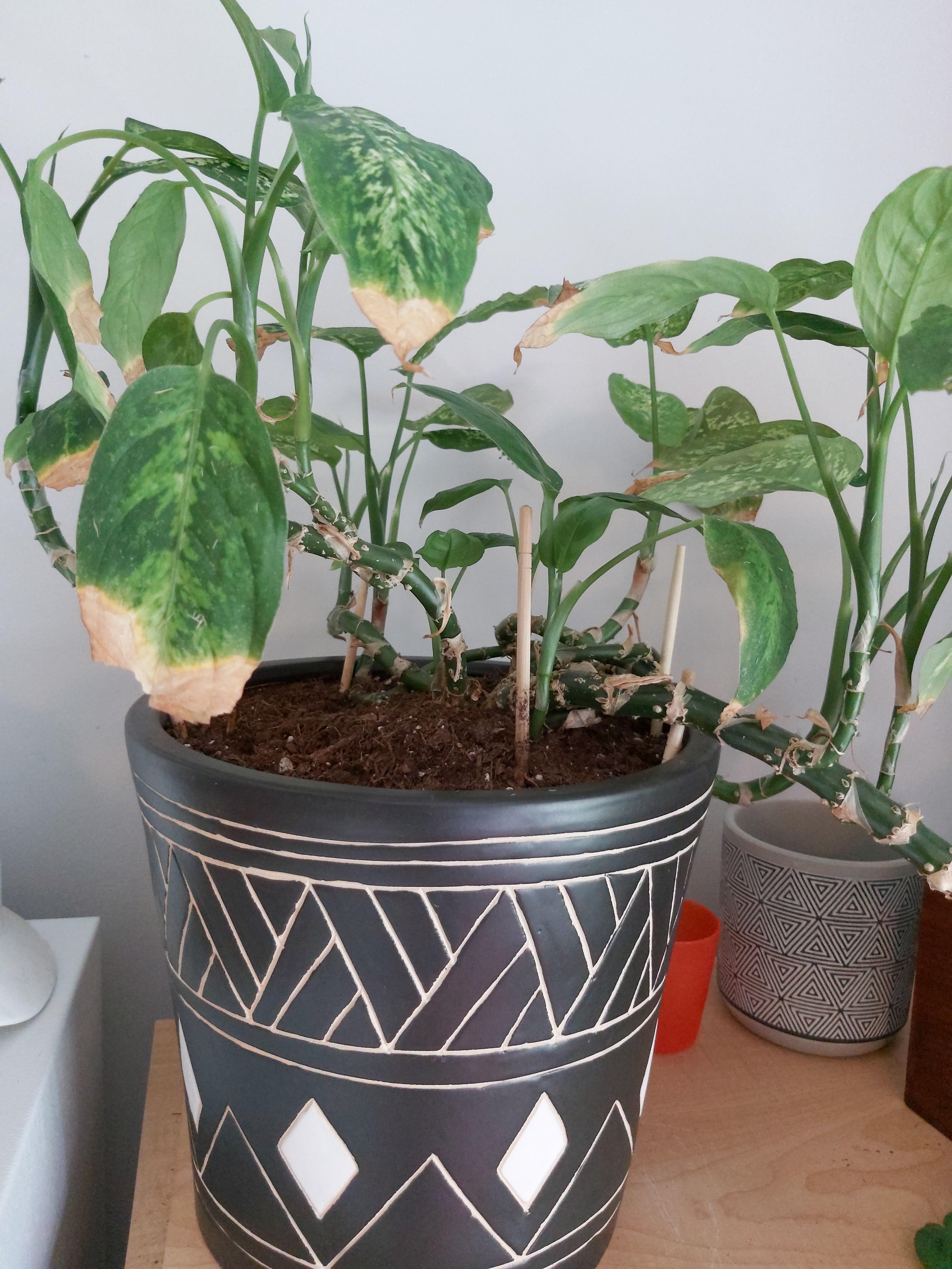 Is my dieffenbachia is dying slowly? r/plantclinic