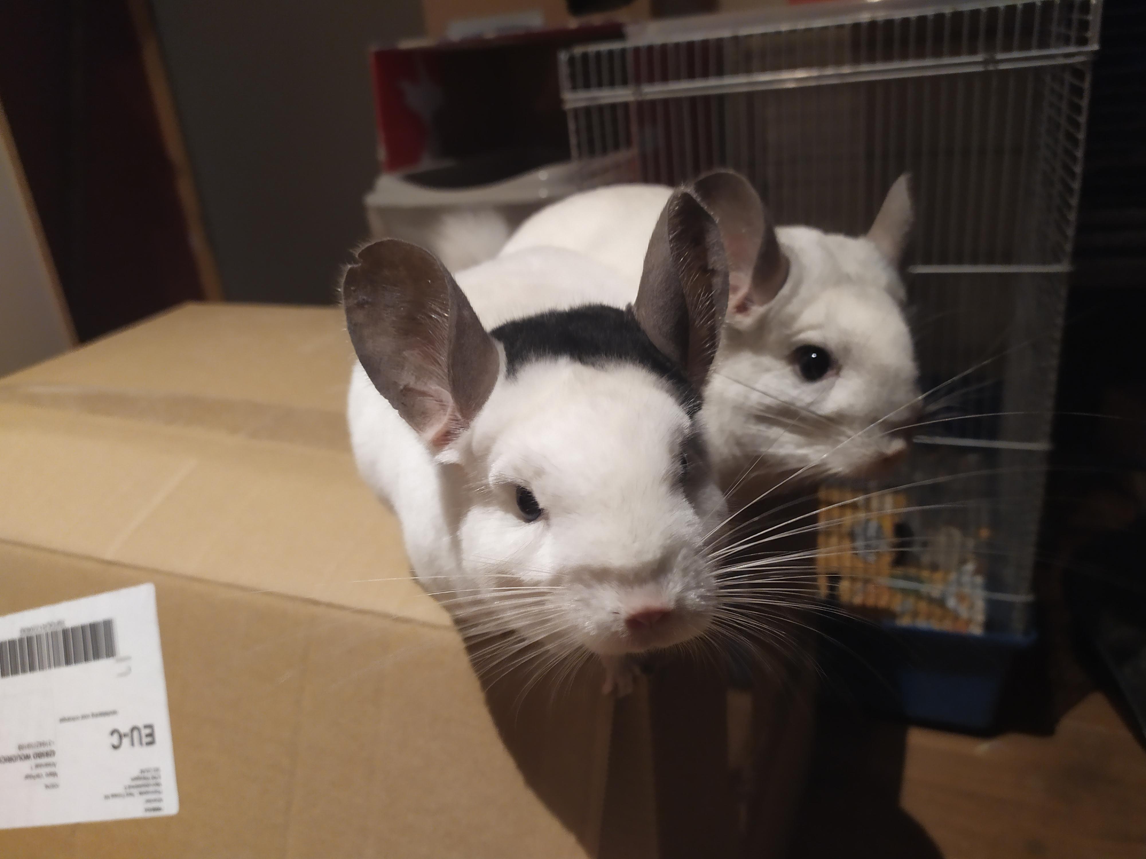 Ny chinchillas have taken over my room. We are currently discussing