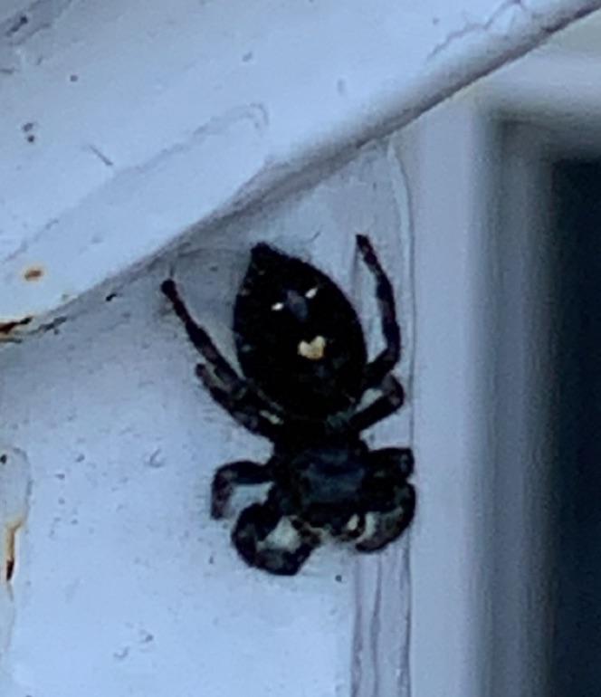 Yesterday I found a small spider with a face on it’s back. r