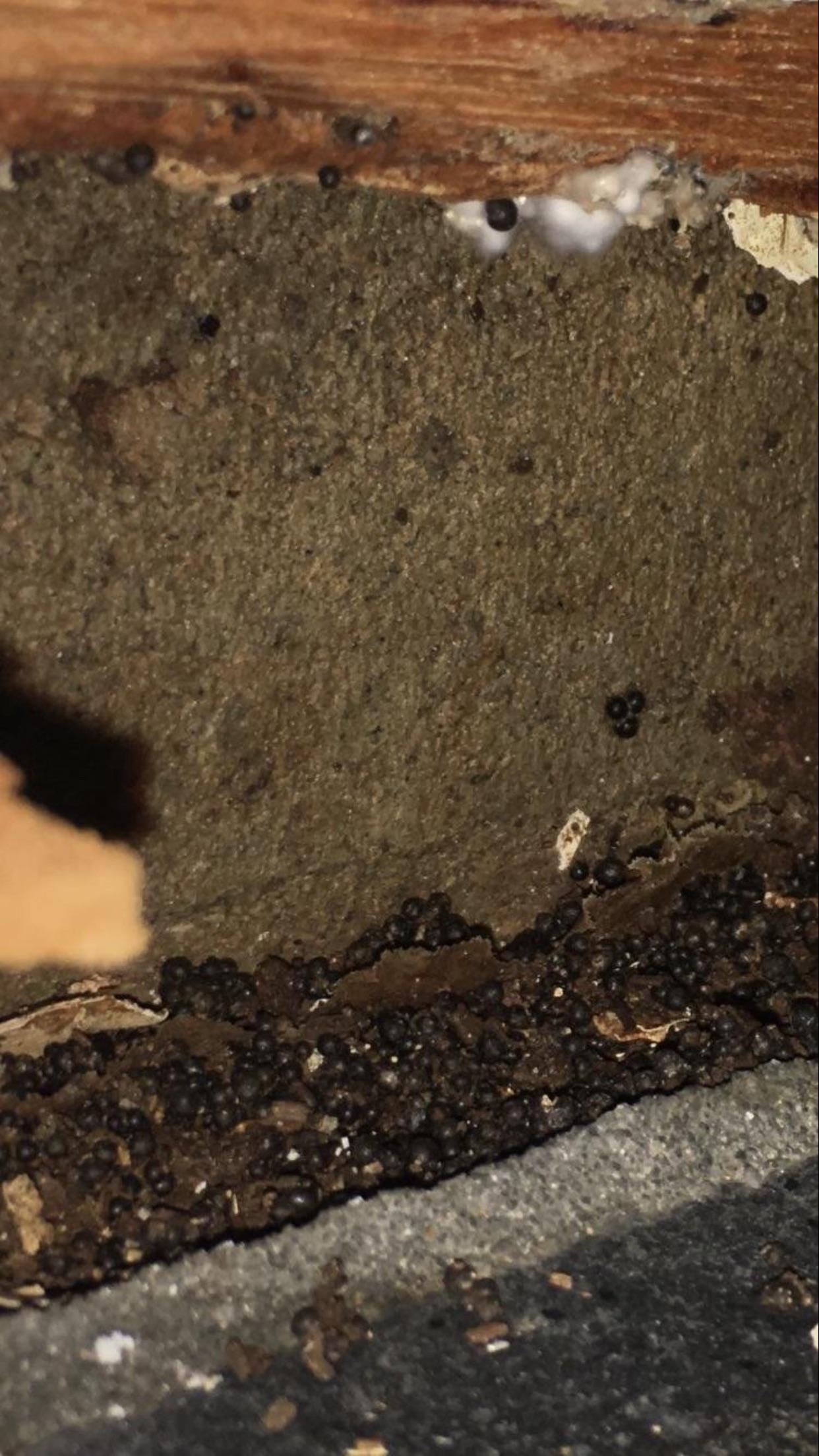 Any ideas what this is? Rotting timber yields strange small black balls?? r/mycology