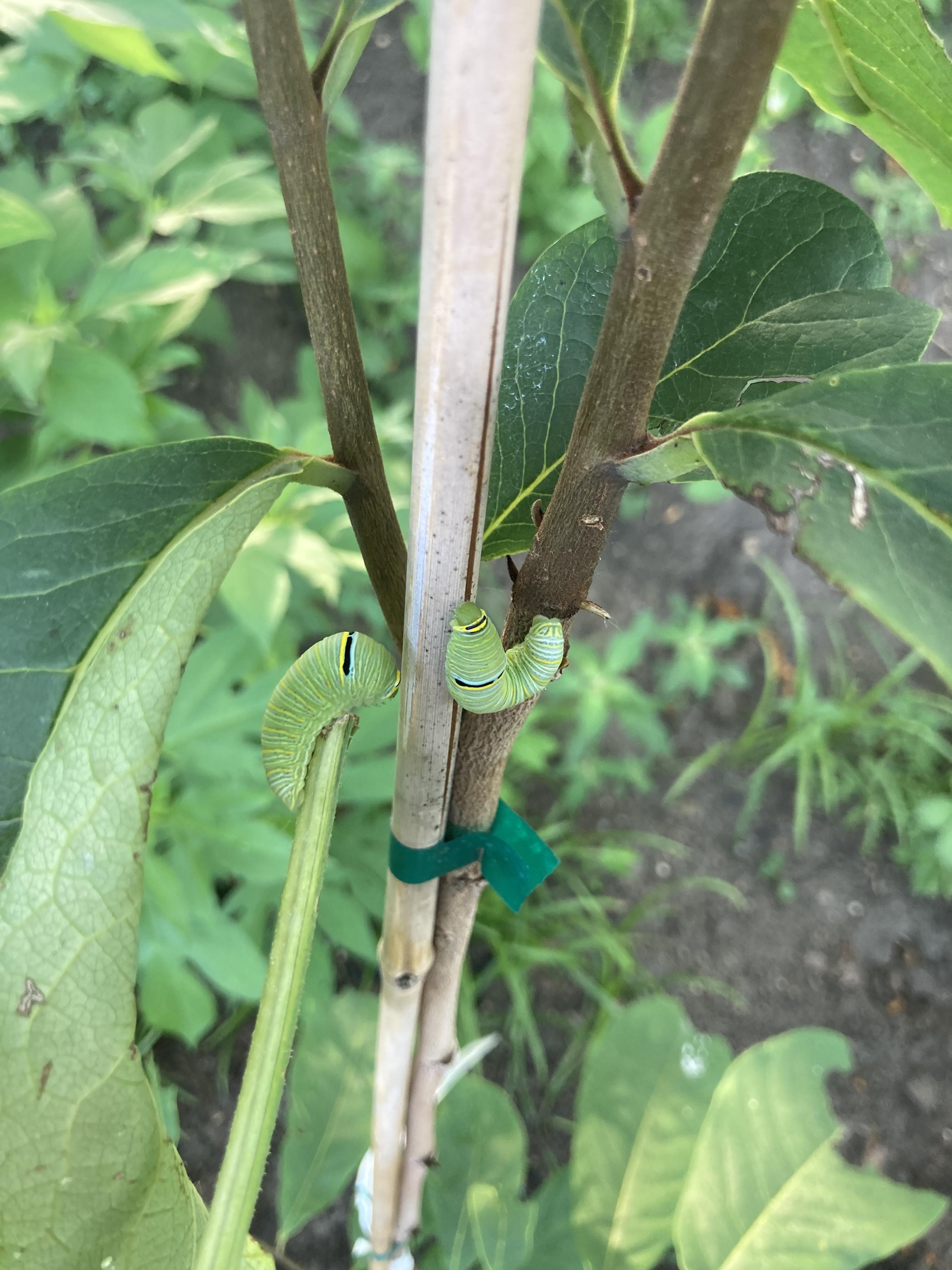 What are these guys on my pawpaw tree? And do they eat the leaves, or