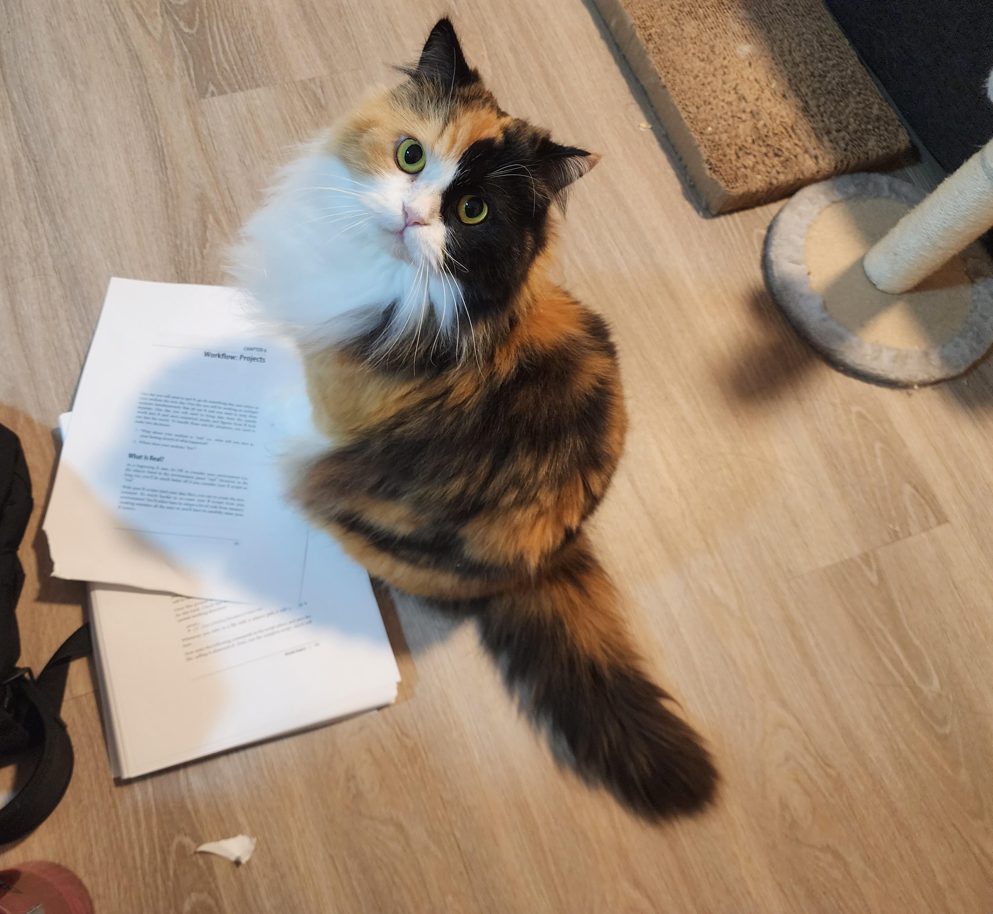 "My Cat Ate My Homework" r/Floof