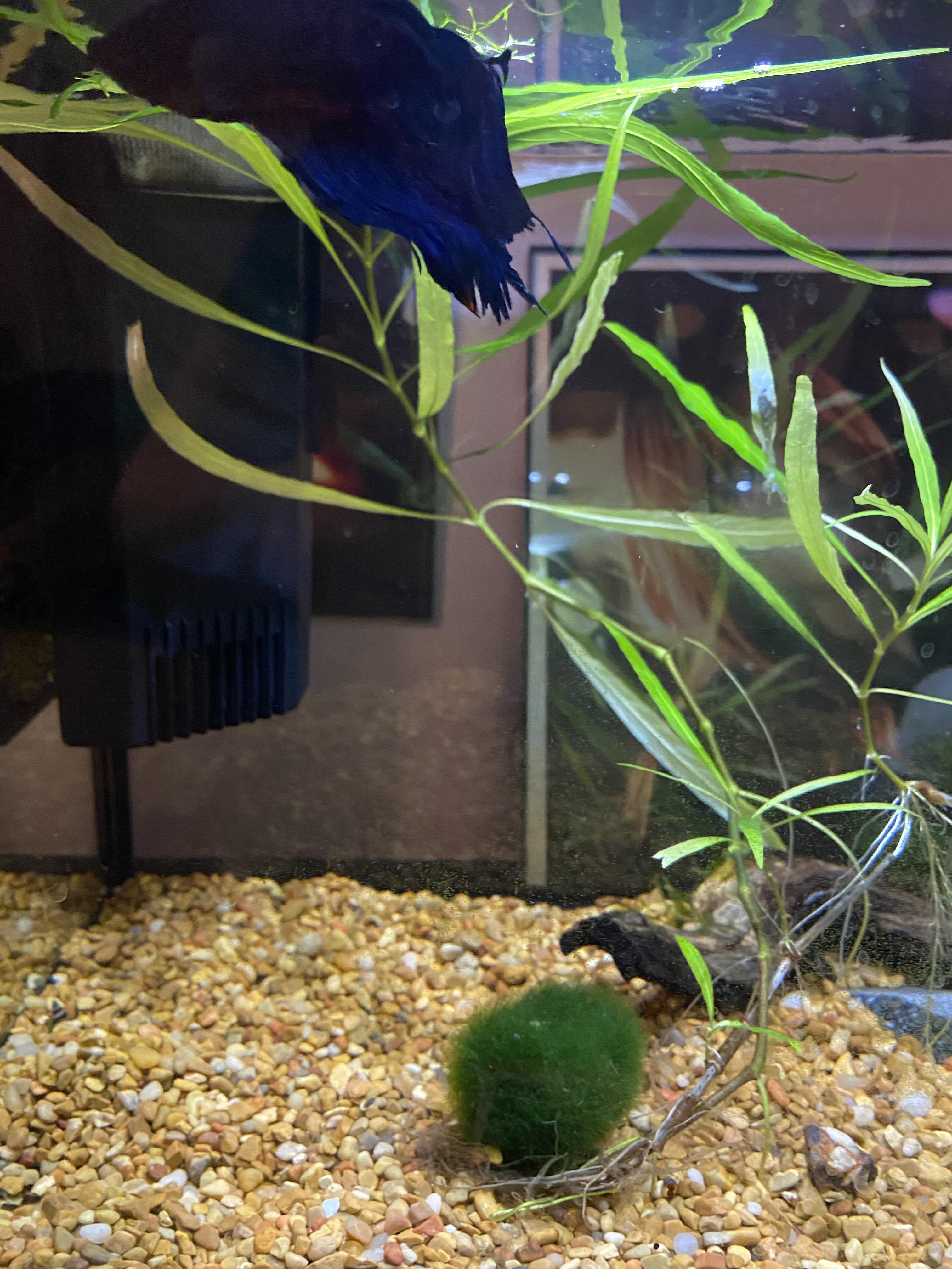 How to fix his fins? I do water changes every Saturday and feed him