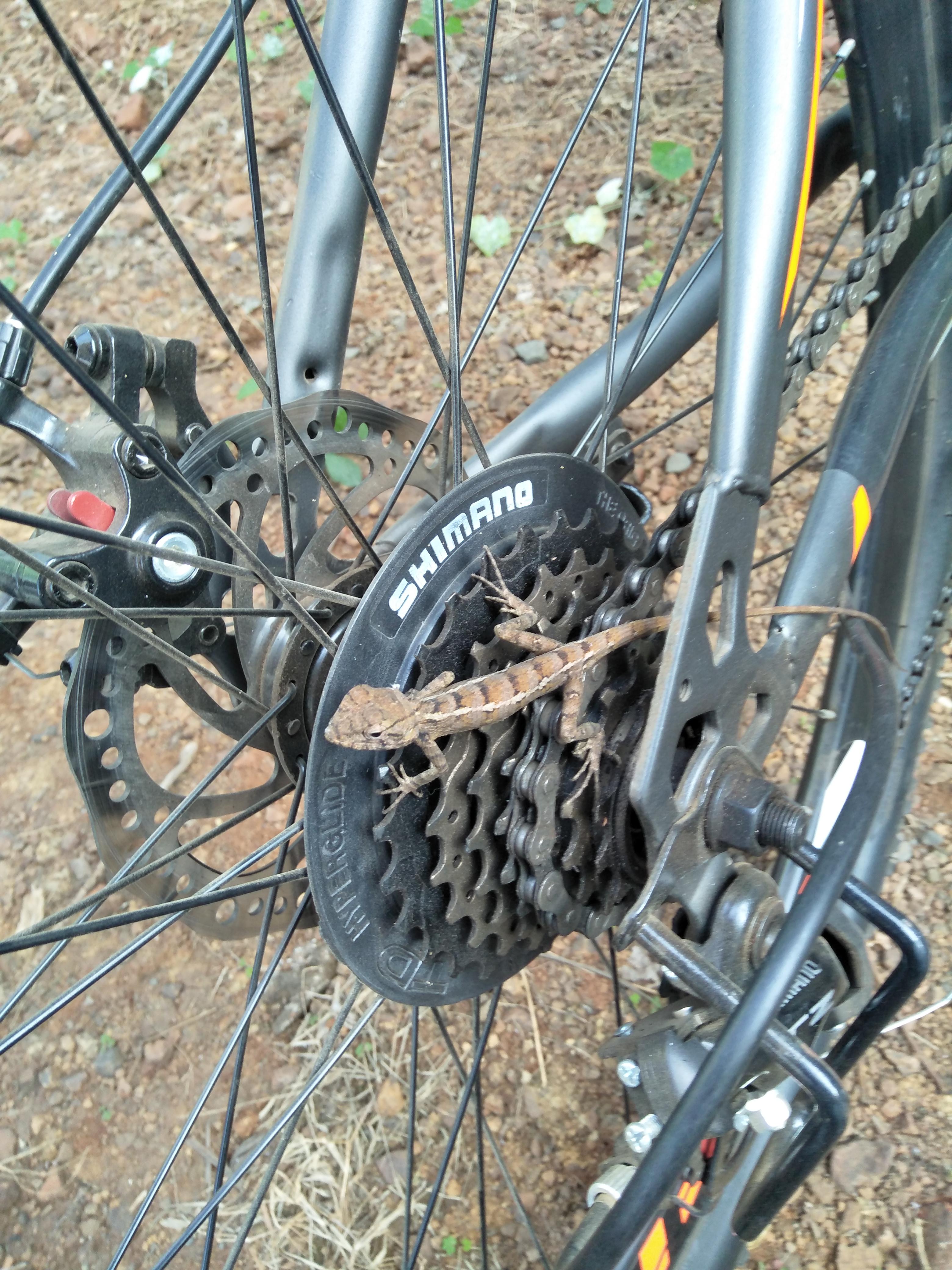 Derailleur won't shift to 6th and 7th chainring. The shifter shifts and