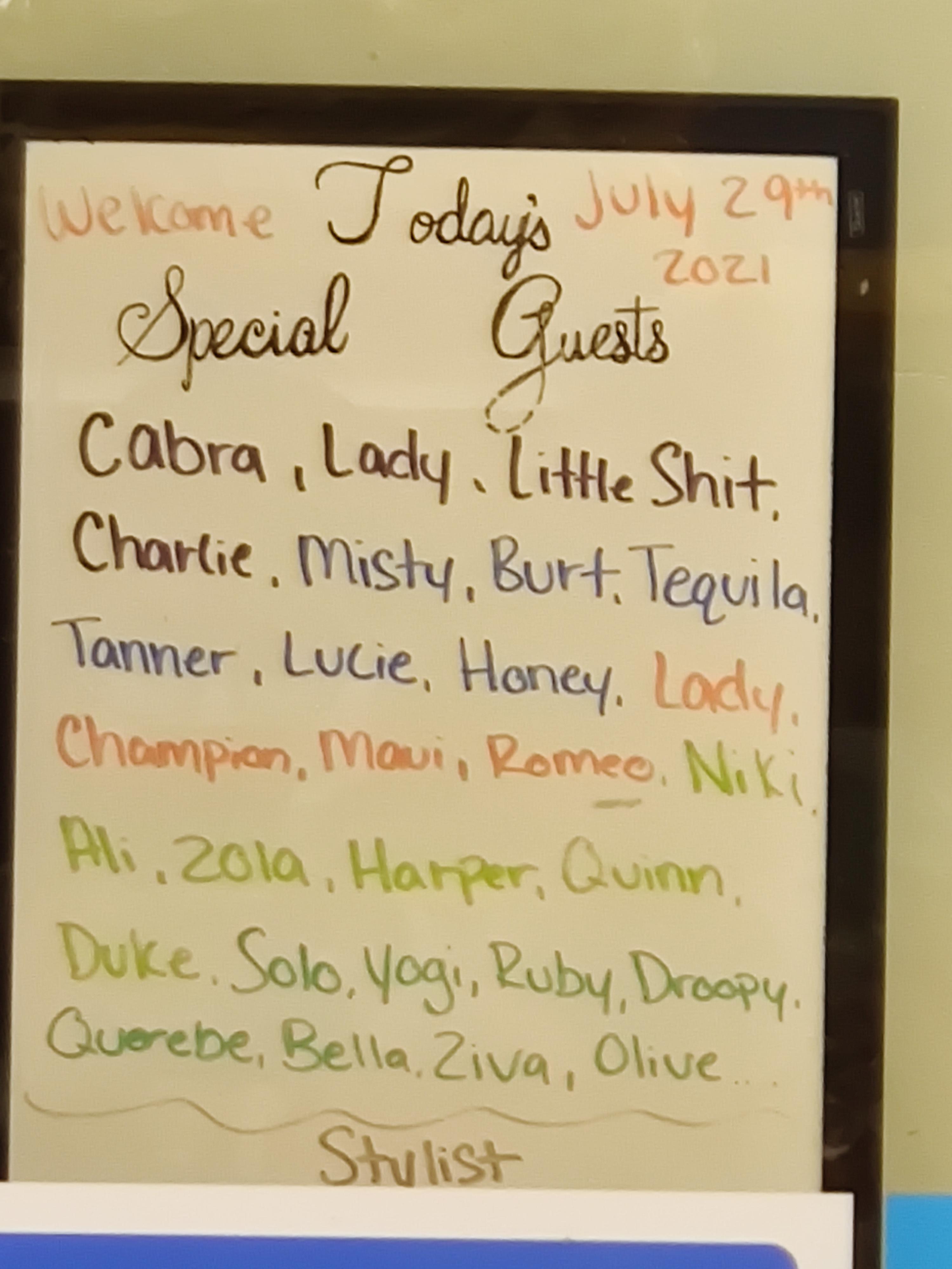 39 Hilarious Dog Grooming Names Puns Punstoppable 🛑