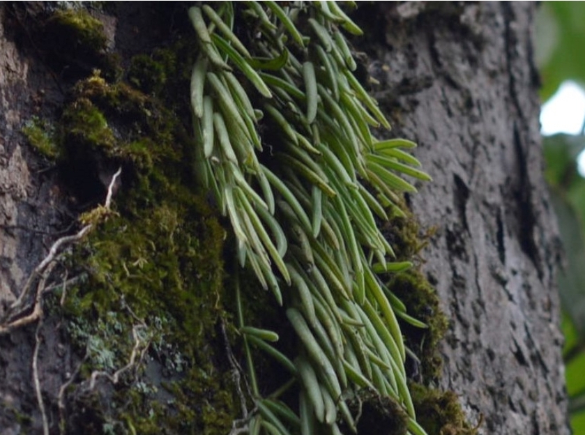 TO THE BEGINNERS RECEIVING HOYA CUTTINGS Hoyas are epiphytes! That