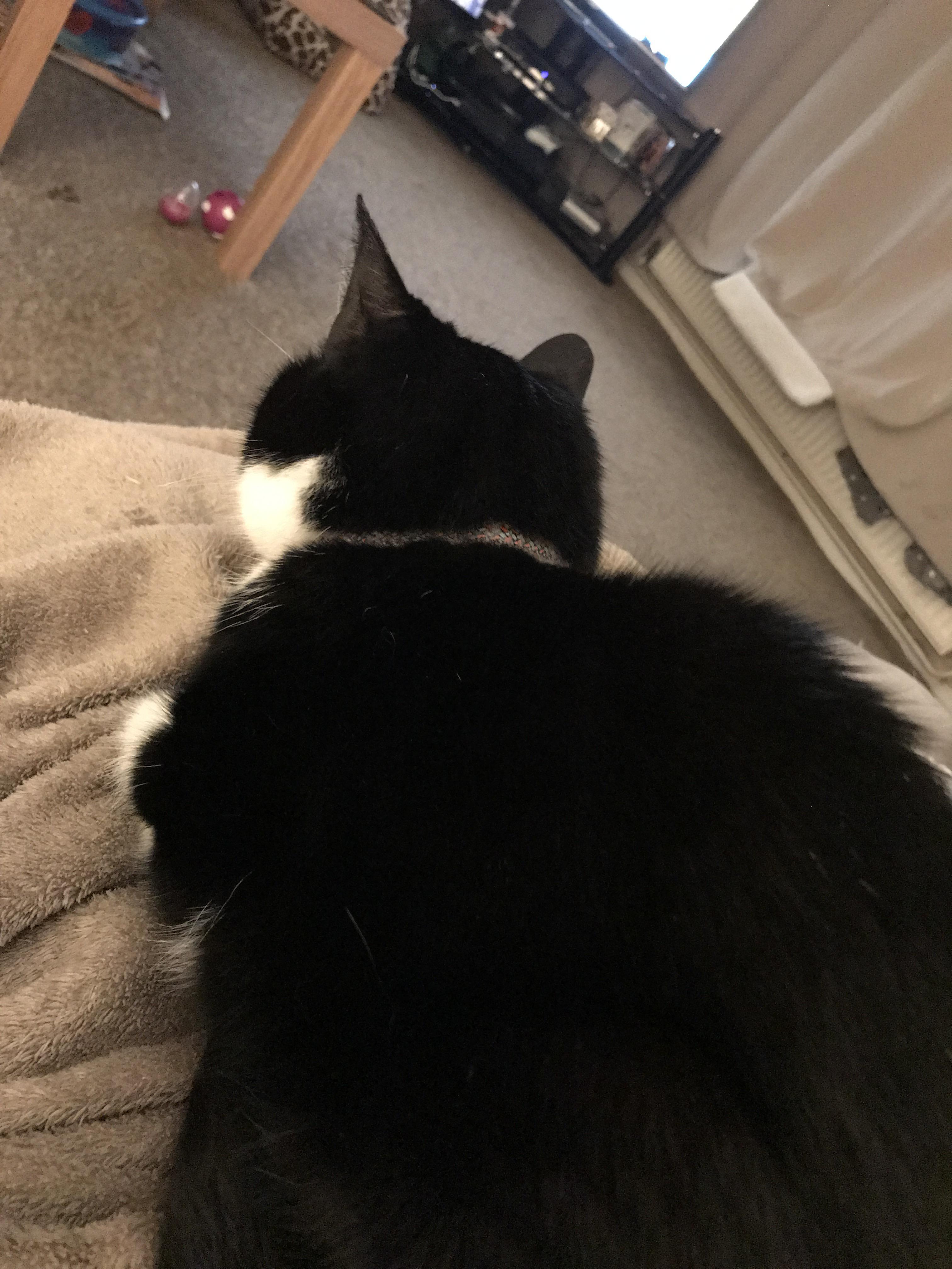 Cat’s suddenly lost her voice Our cat seems to have suddenly lost her