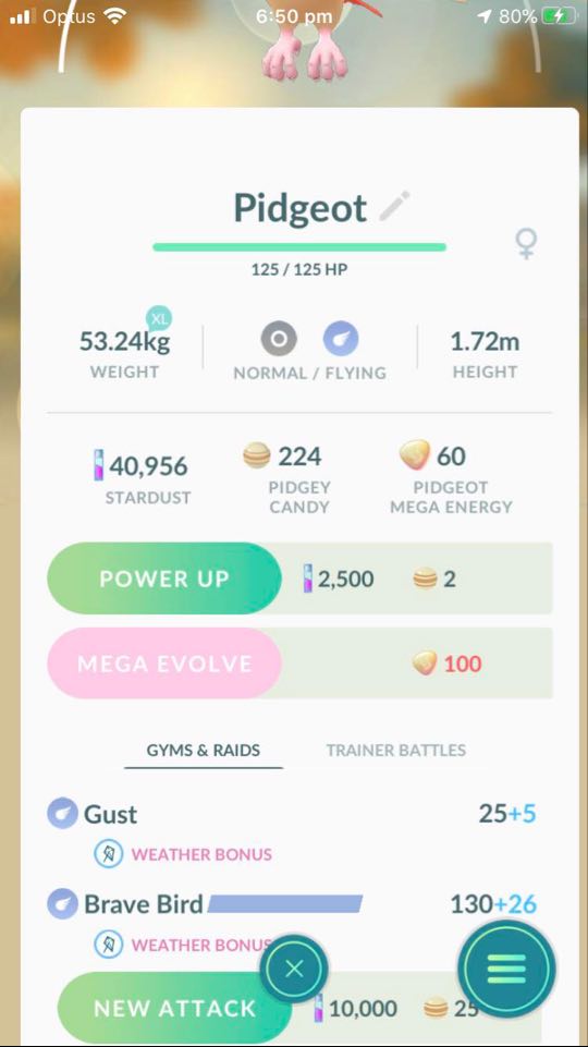 Verification Pidgeot caught during battle night knows gust