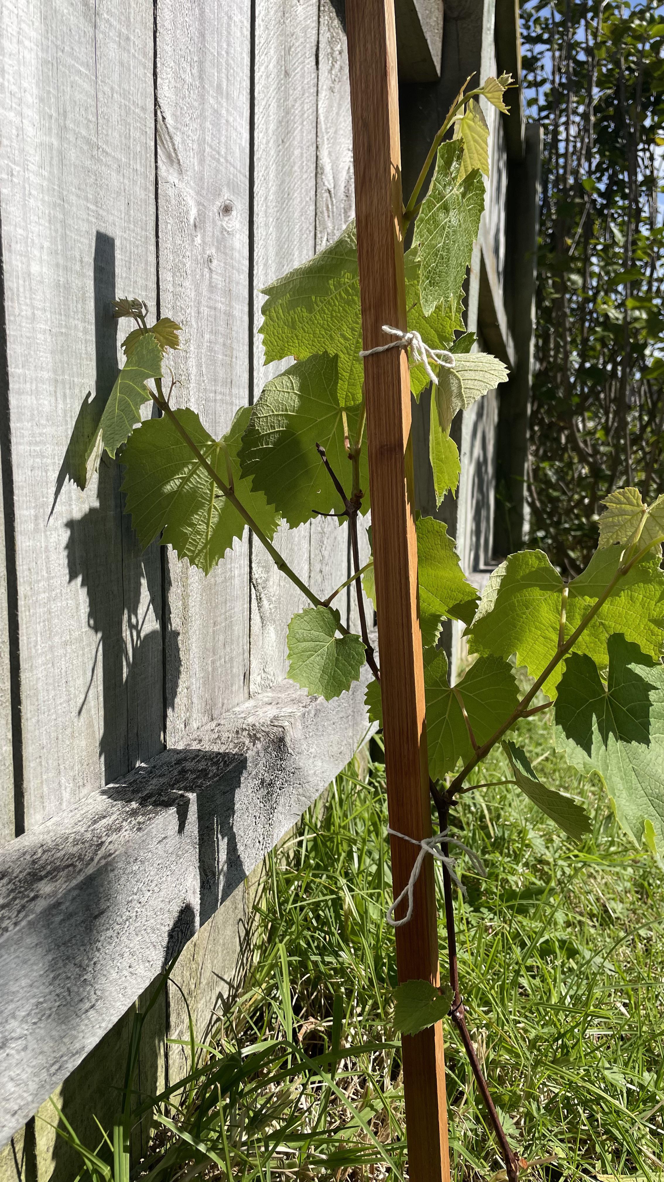Pruning 2 year old grape vine r/grapevines