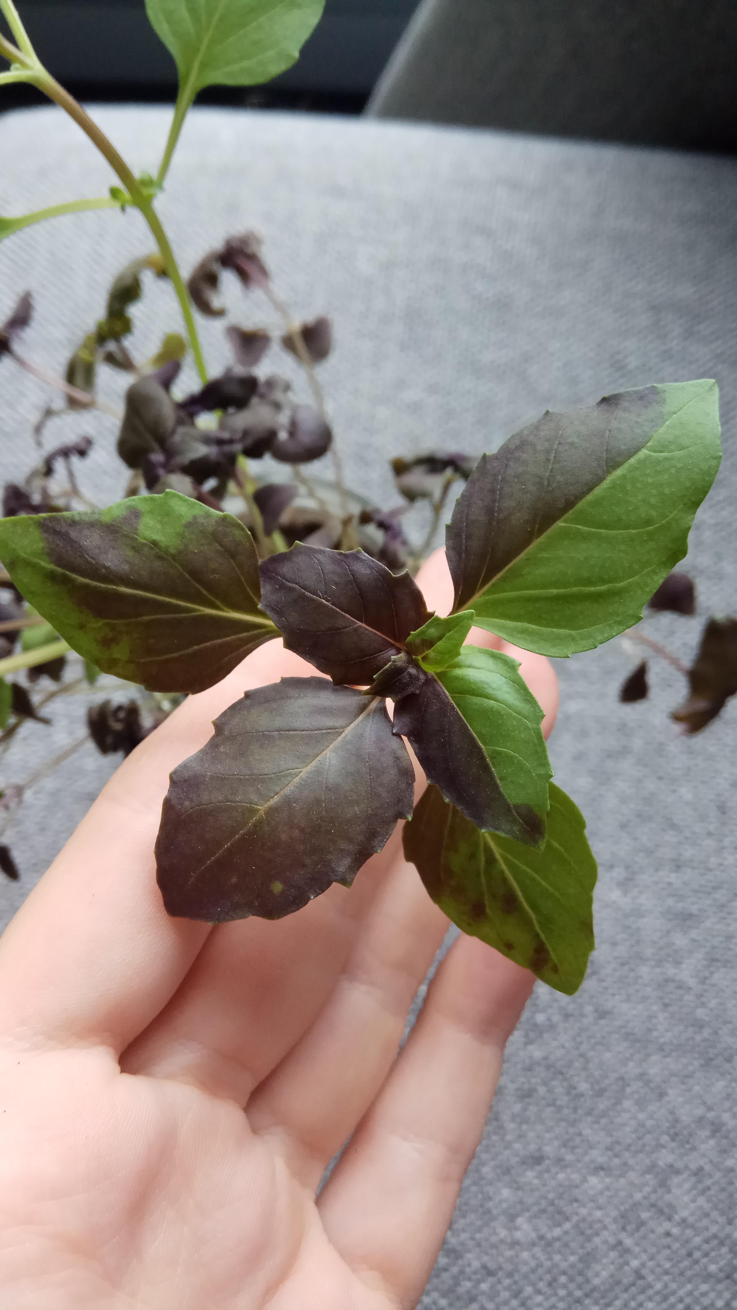 This purple basil that we have grown is two coloured gardening