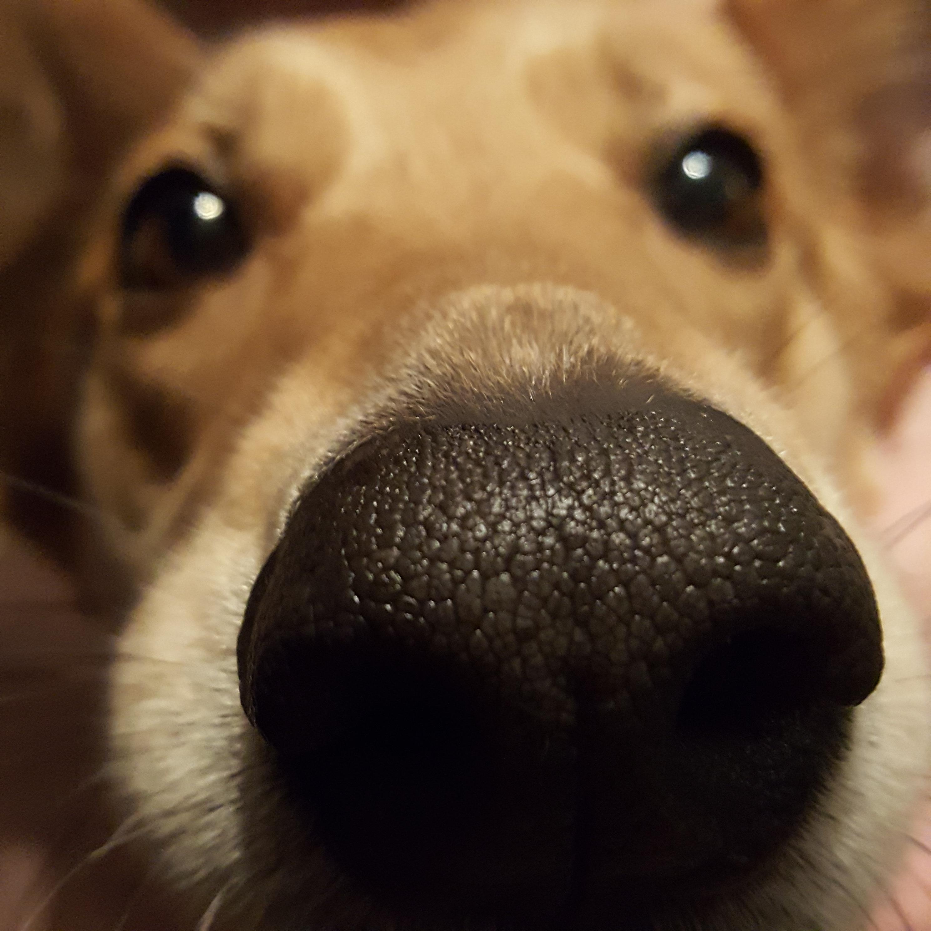 ITAP of the texture on my dog's nose. itookapicture