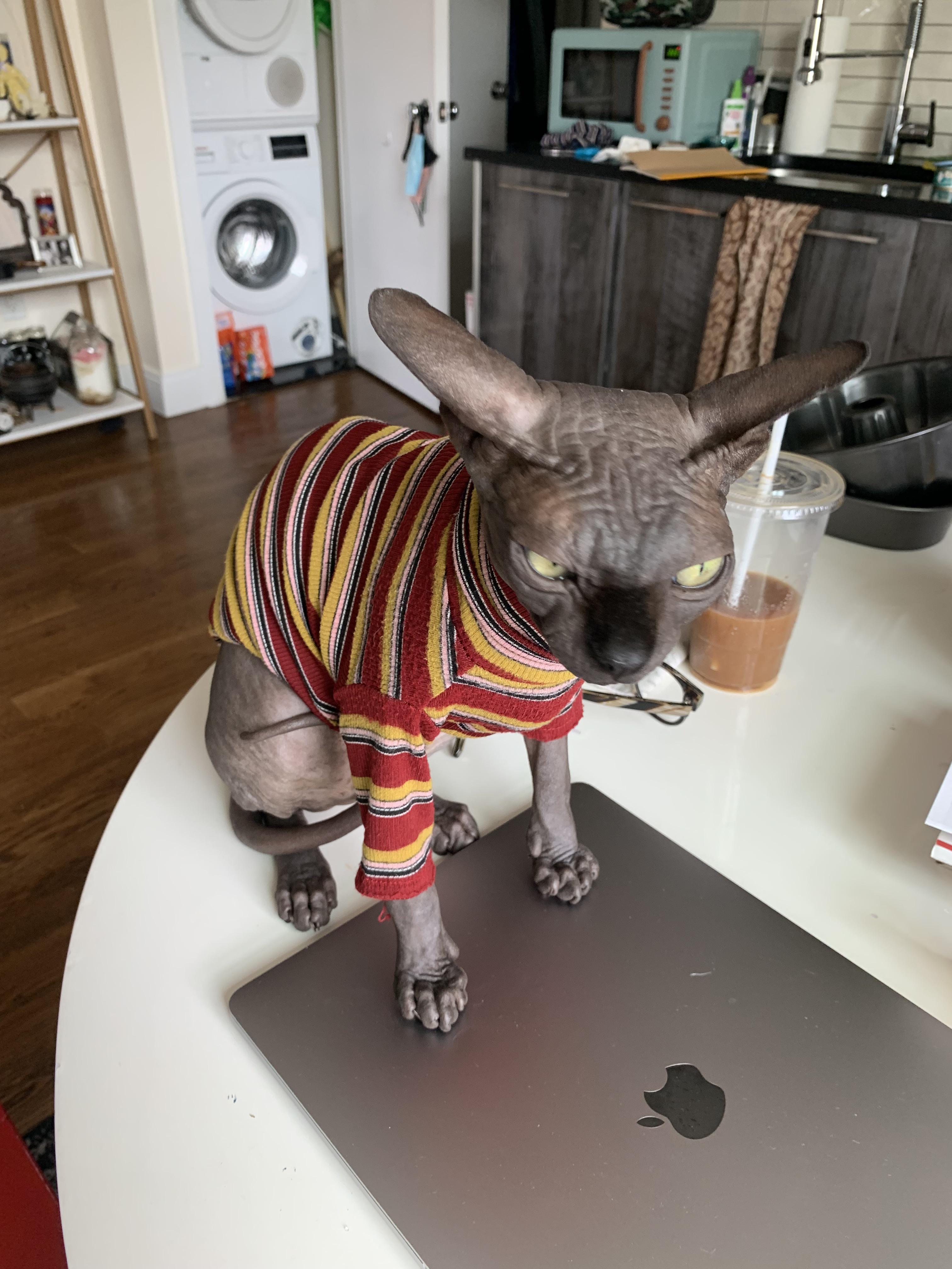 Sphynx skincare🙏 my 18mo old, Phillip has recently been getting many