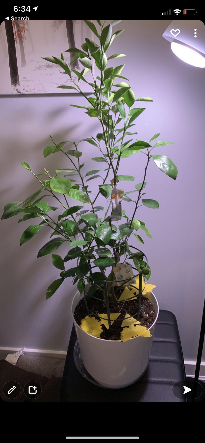Finally used neem oil to treat spider mites and scales r/houseplants