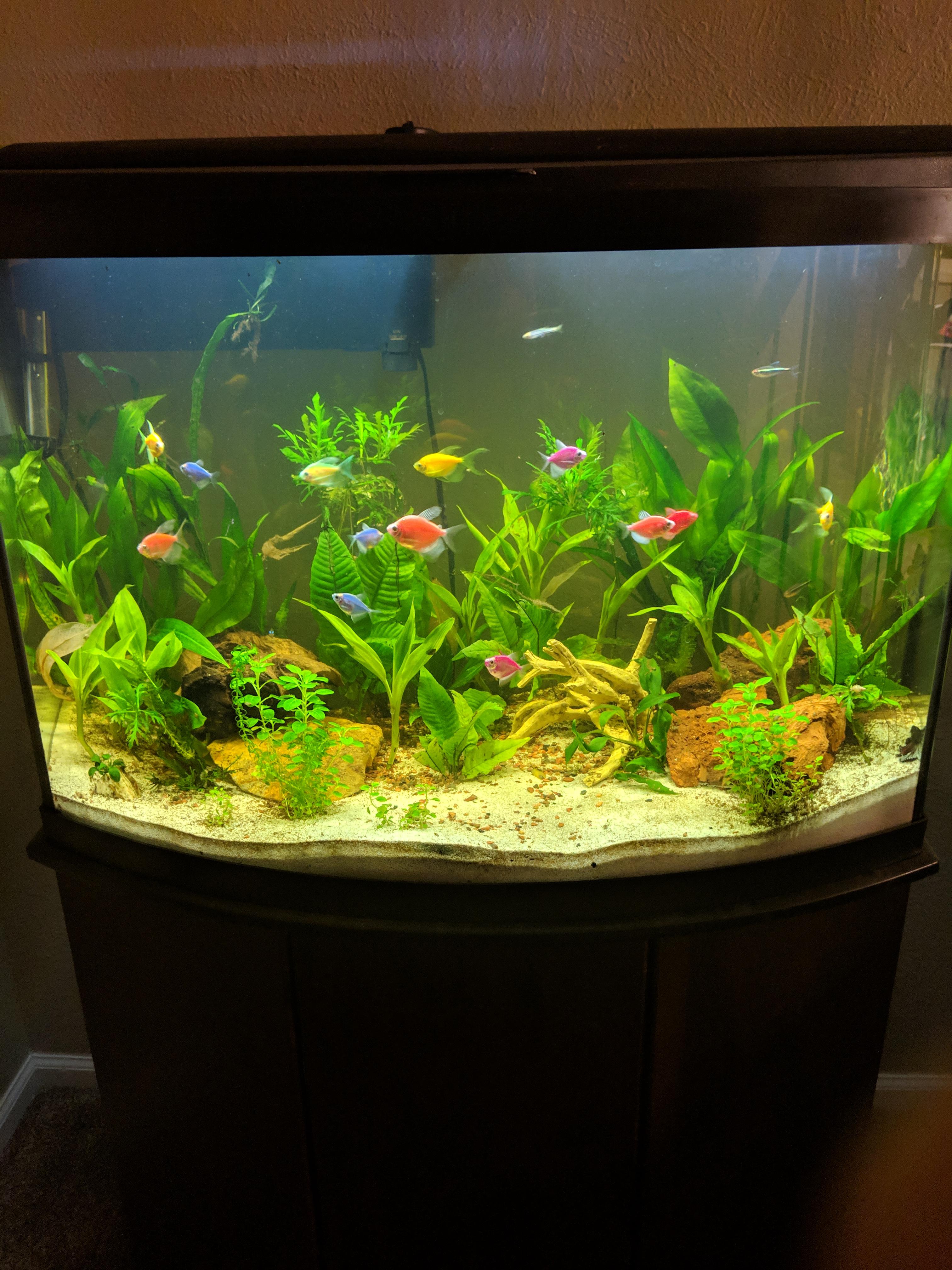 My Glofish "rainbow" tank r/PlantedTank