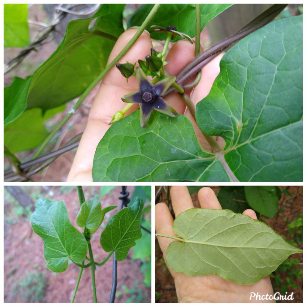 [Jackson, GA] I'm really curious about this vine on my fence, how can I