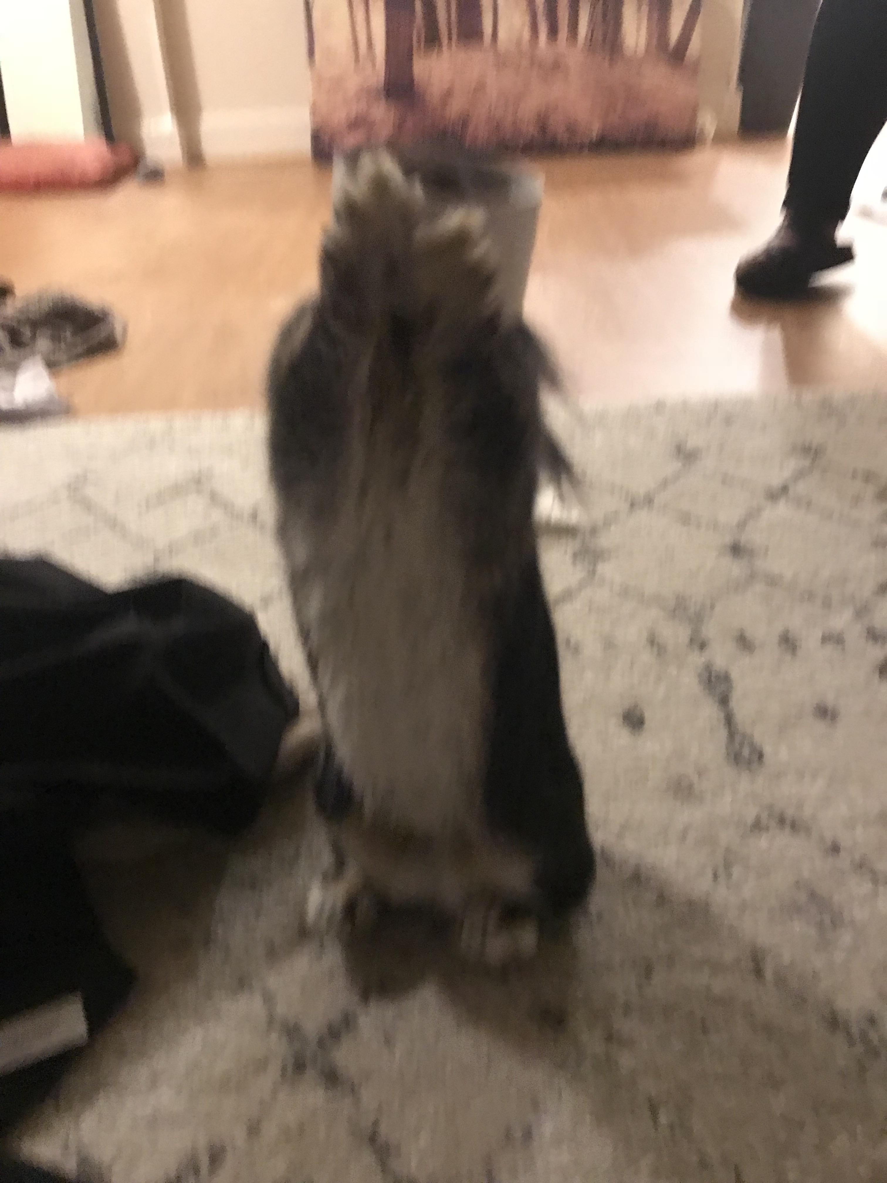 My rabbit got her head stuck in a roll of duct tape and panicked r