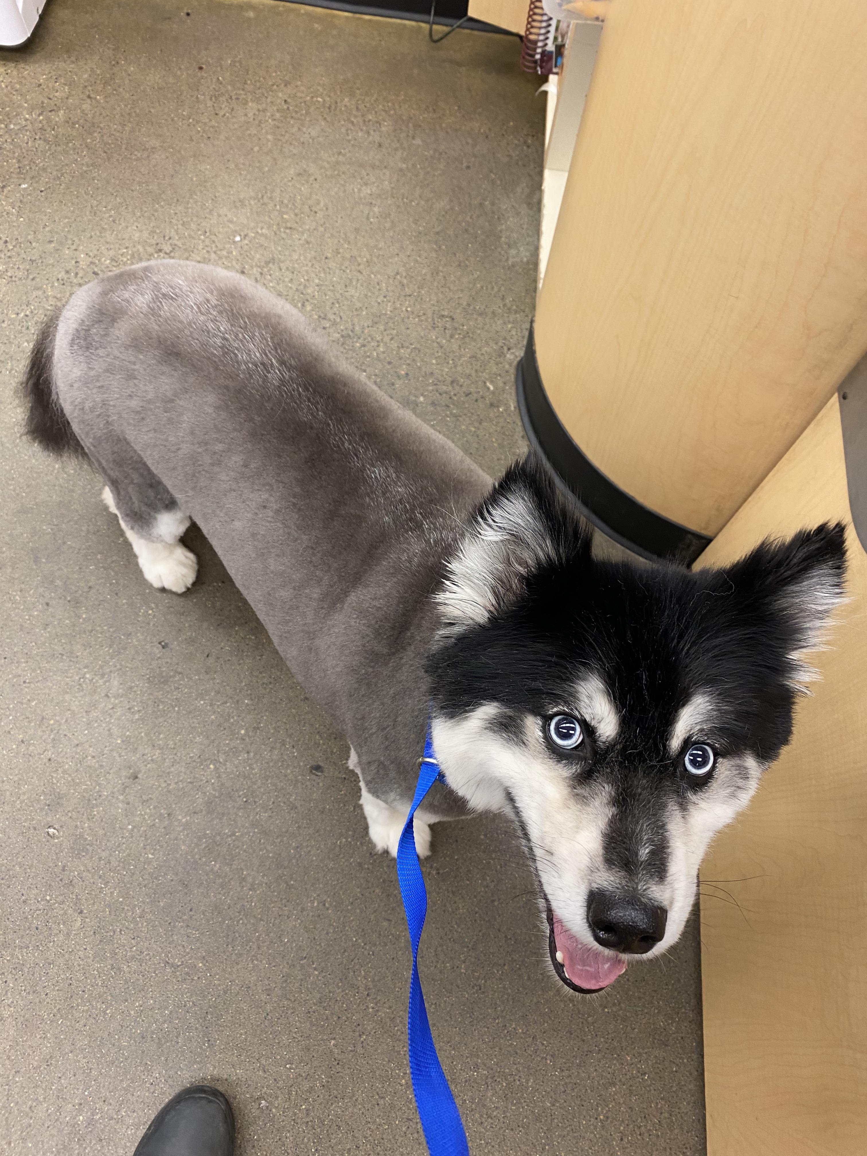 What Happens If You Shave a Pomsky Astonishing Pomsky Guide