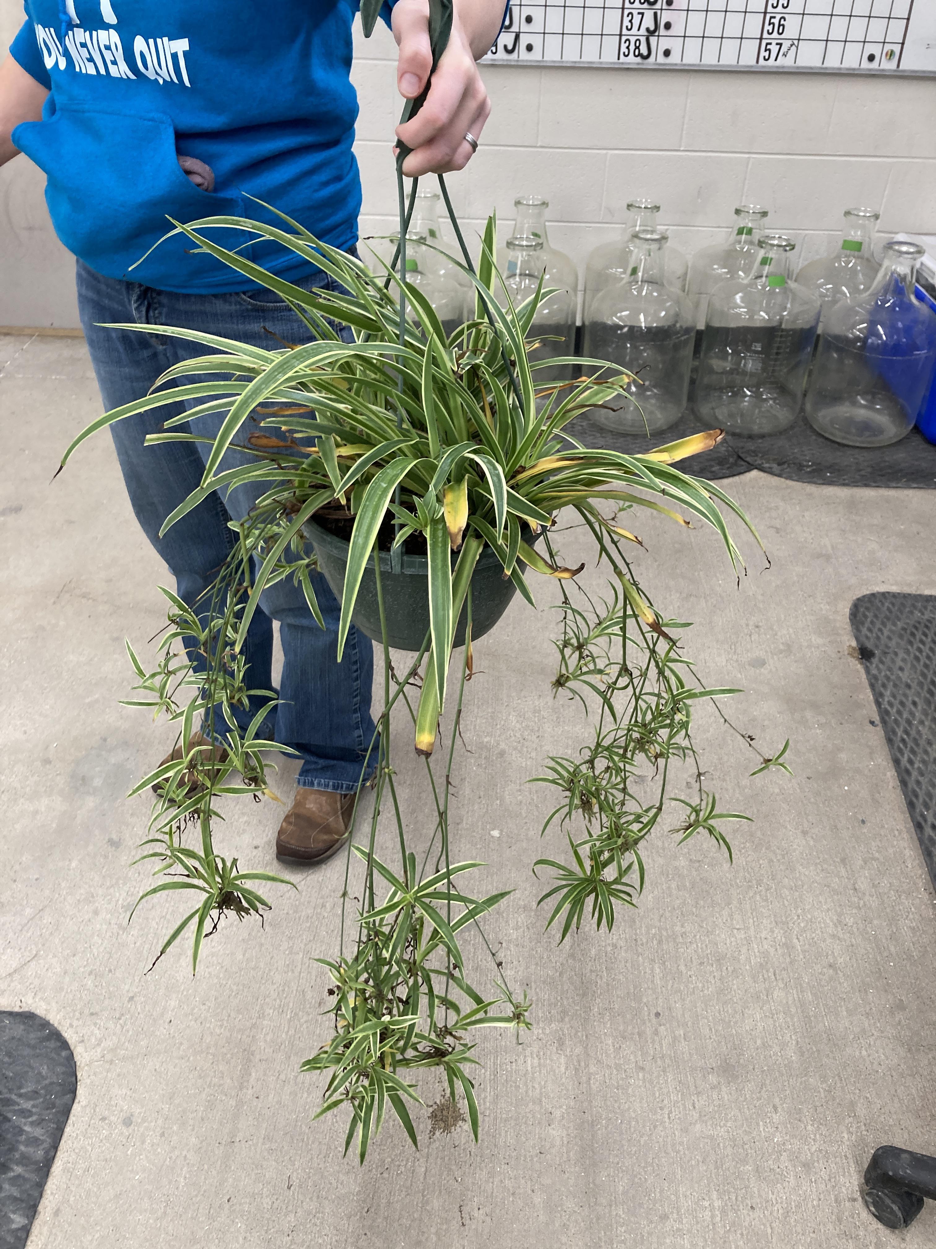 Spider plant help!! Brought her home last week, she’s by a north facing