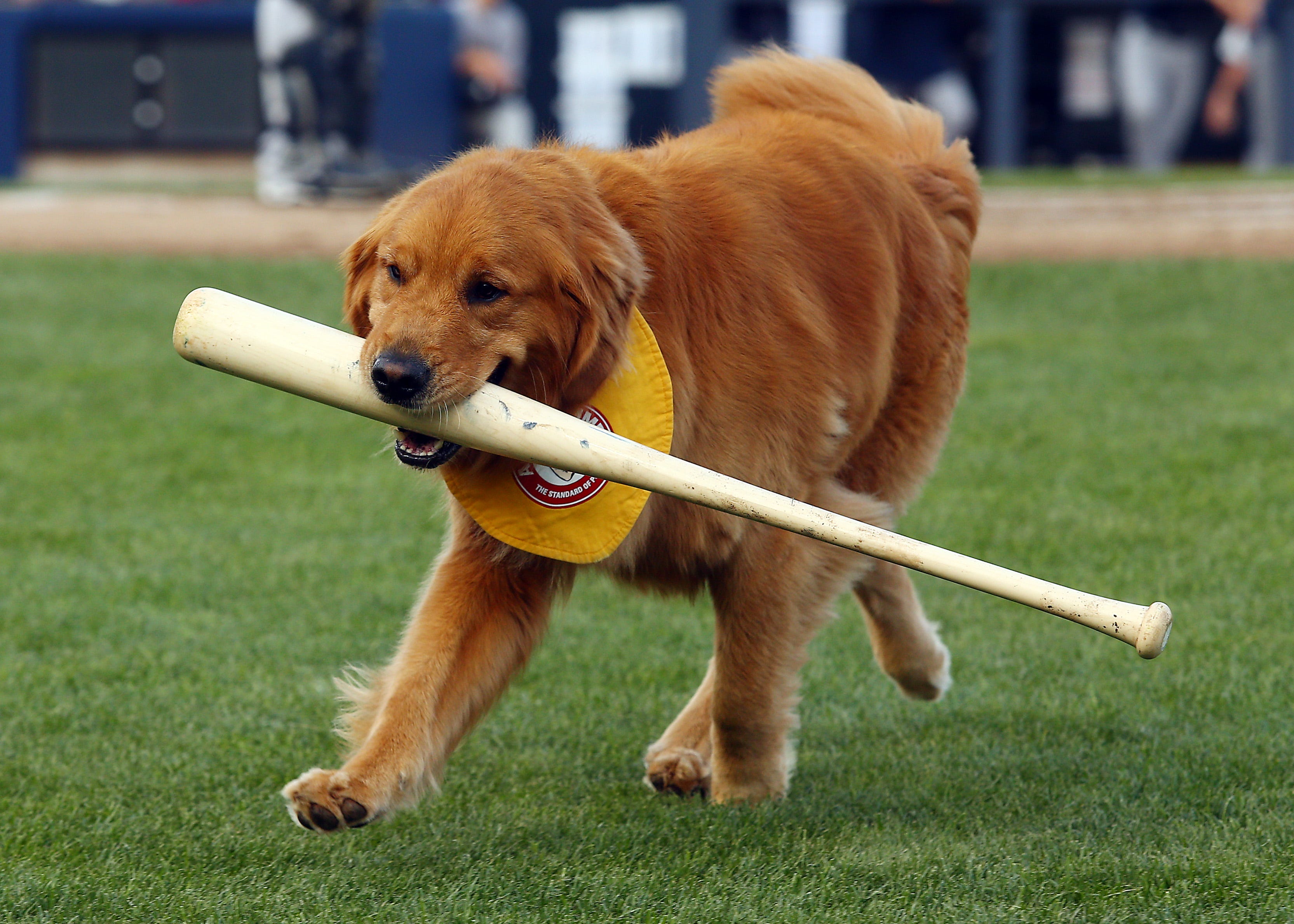A local baseball team has a dog that retrieves thrown bats. This is