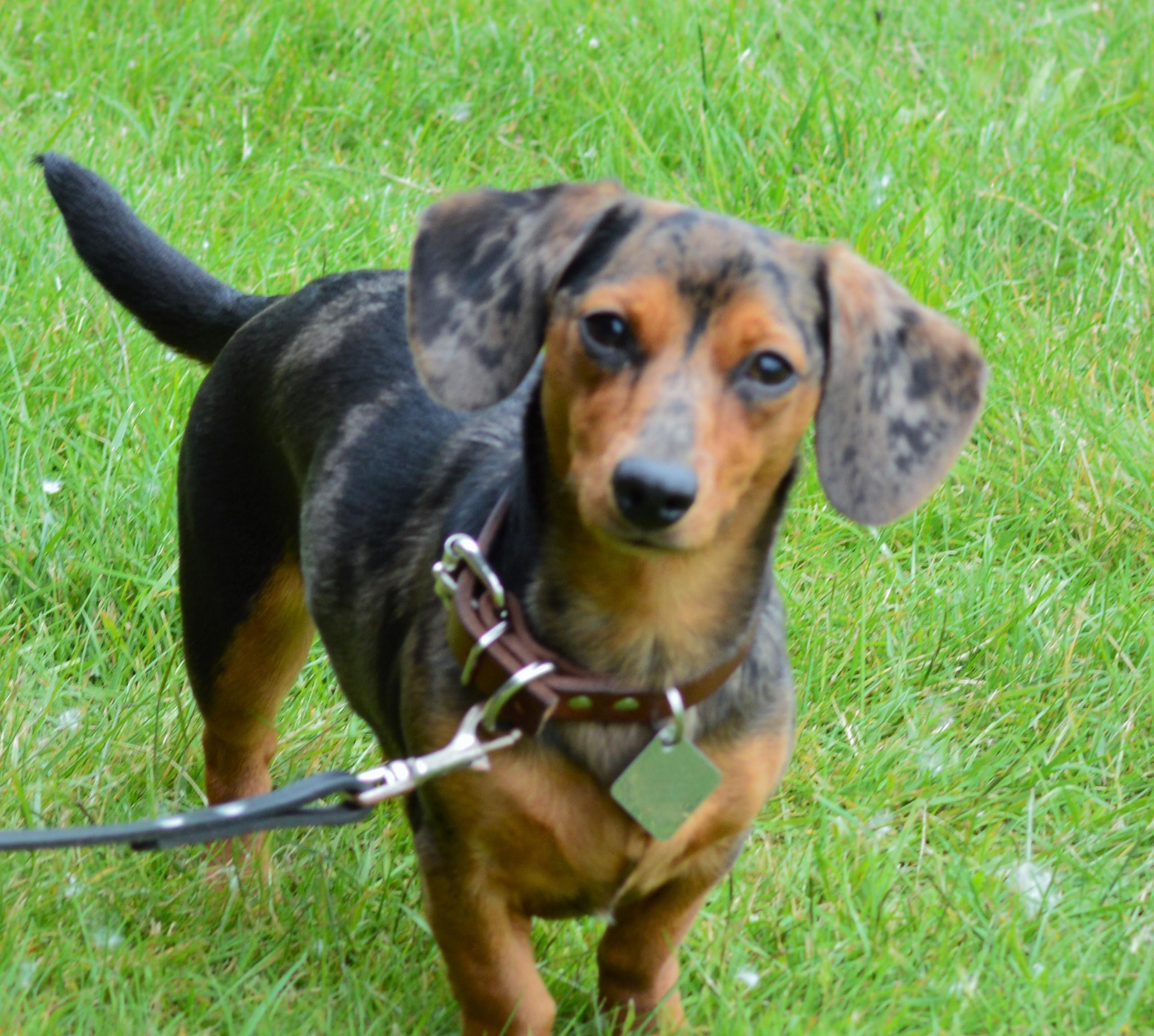 Stella before IVDDstill high energy after r/dachshunds