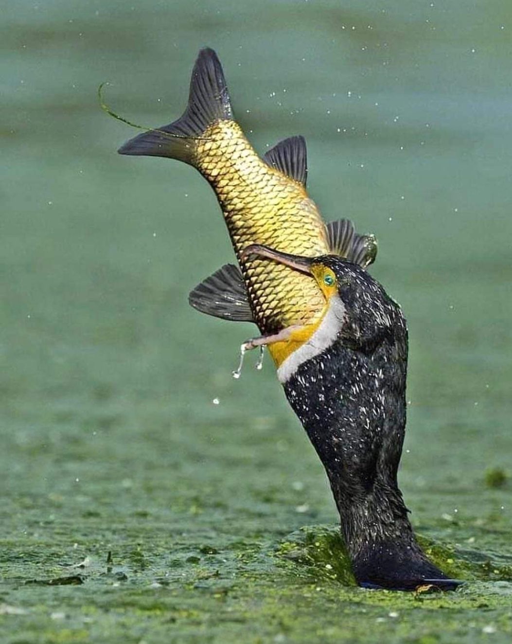 Cormorant fishing in lake Manyara. r/interestingasfuck