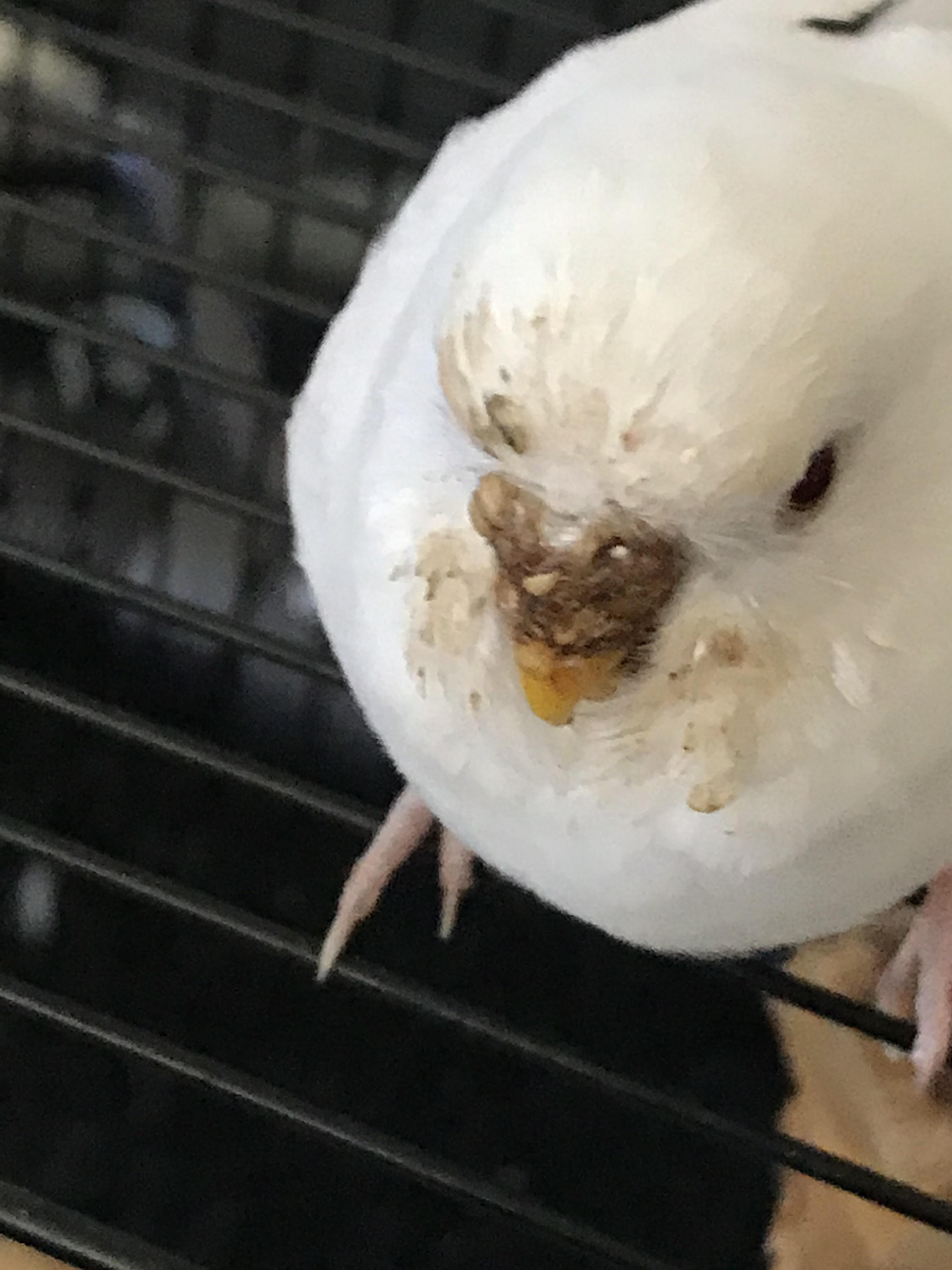 my budgie seems to have seeds stuck on her beak, how do i remove them