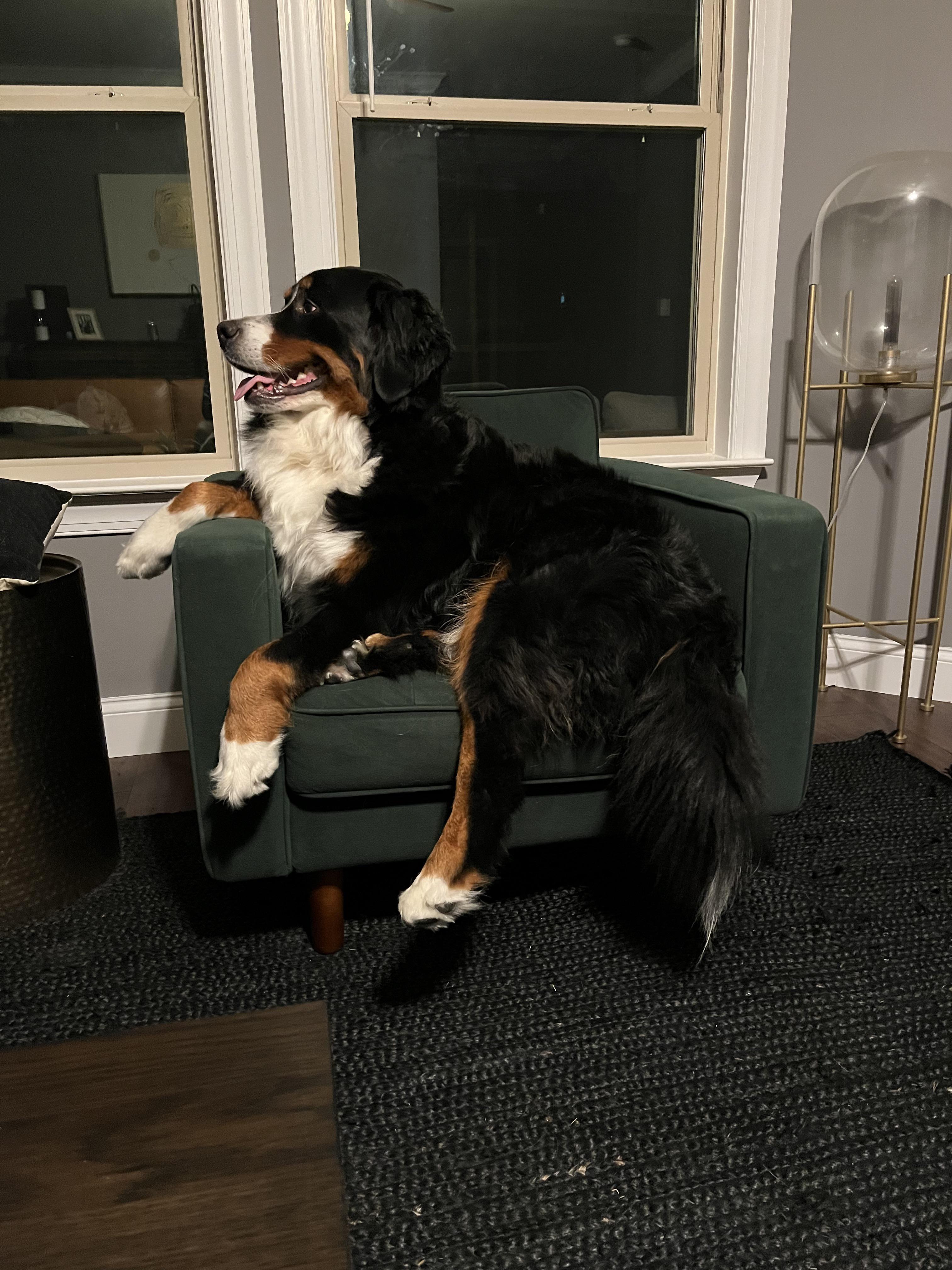 Dog sitter needed! Anyone looking to make a little money dog sitting