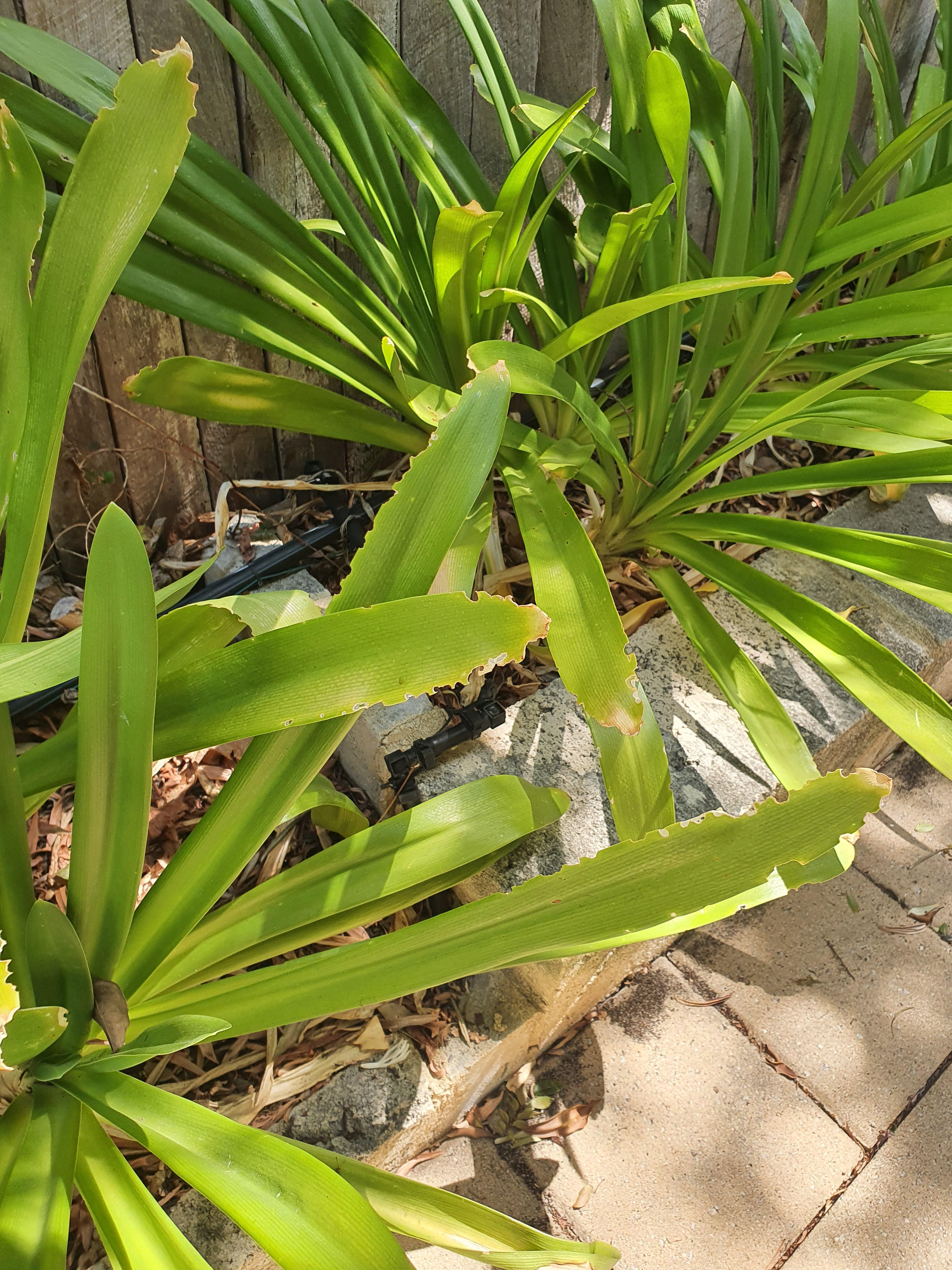 What could be eating my agapanthus? r/GardeningAustralia