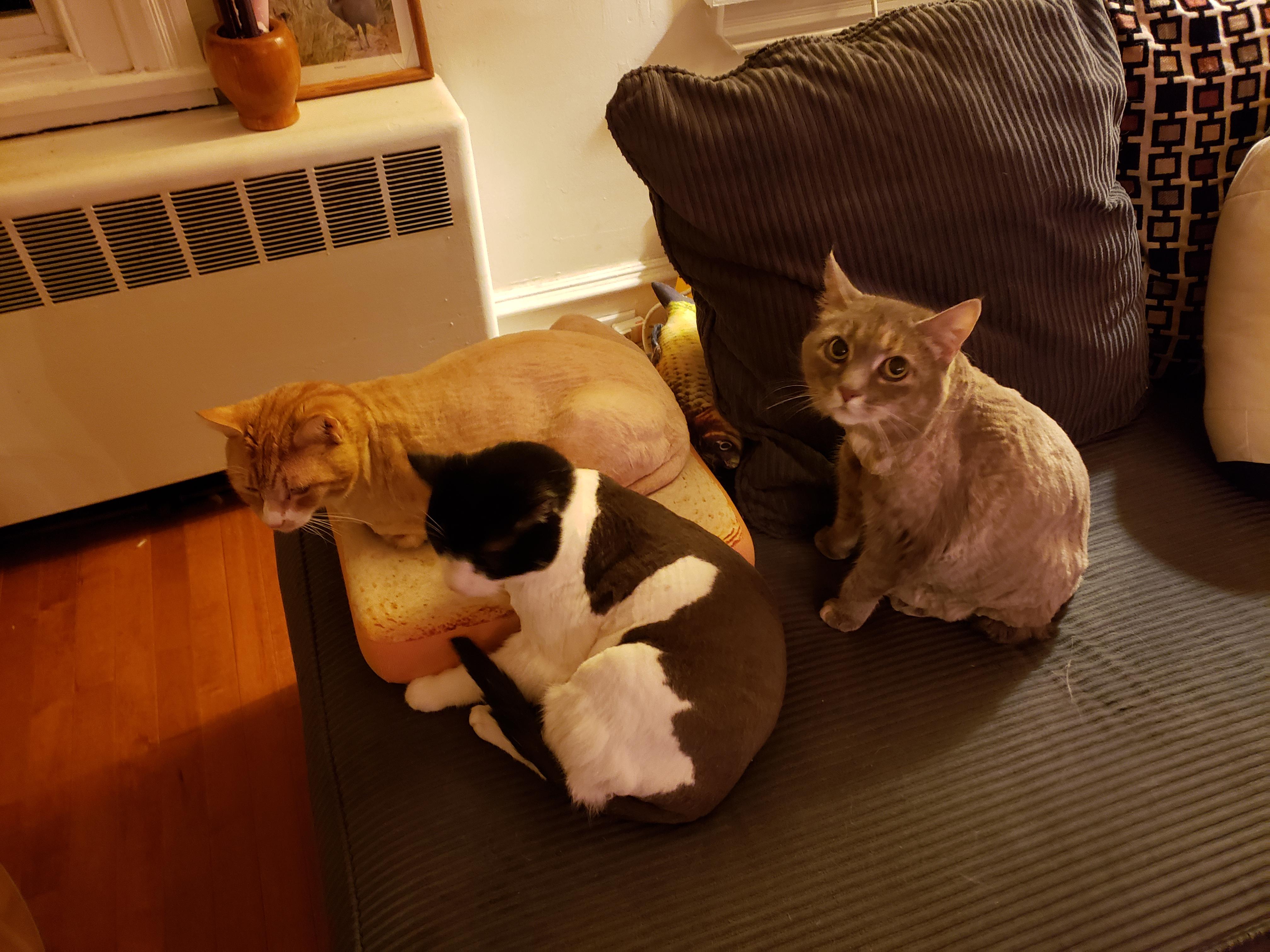 Everyone's looking so fresh with their summer hair cuts 😽 r/cats