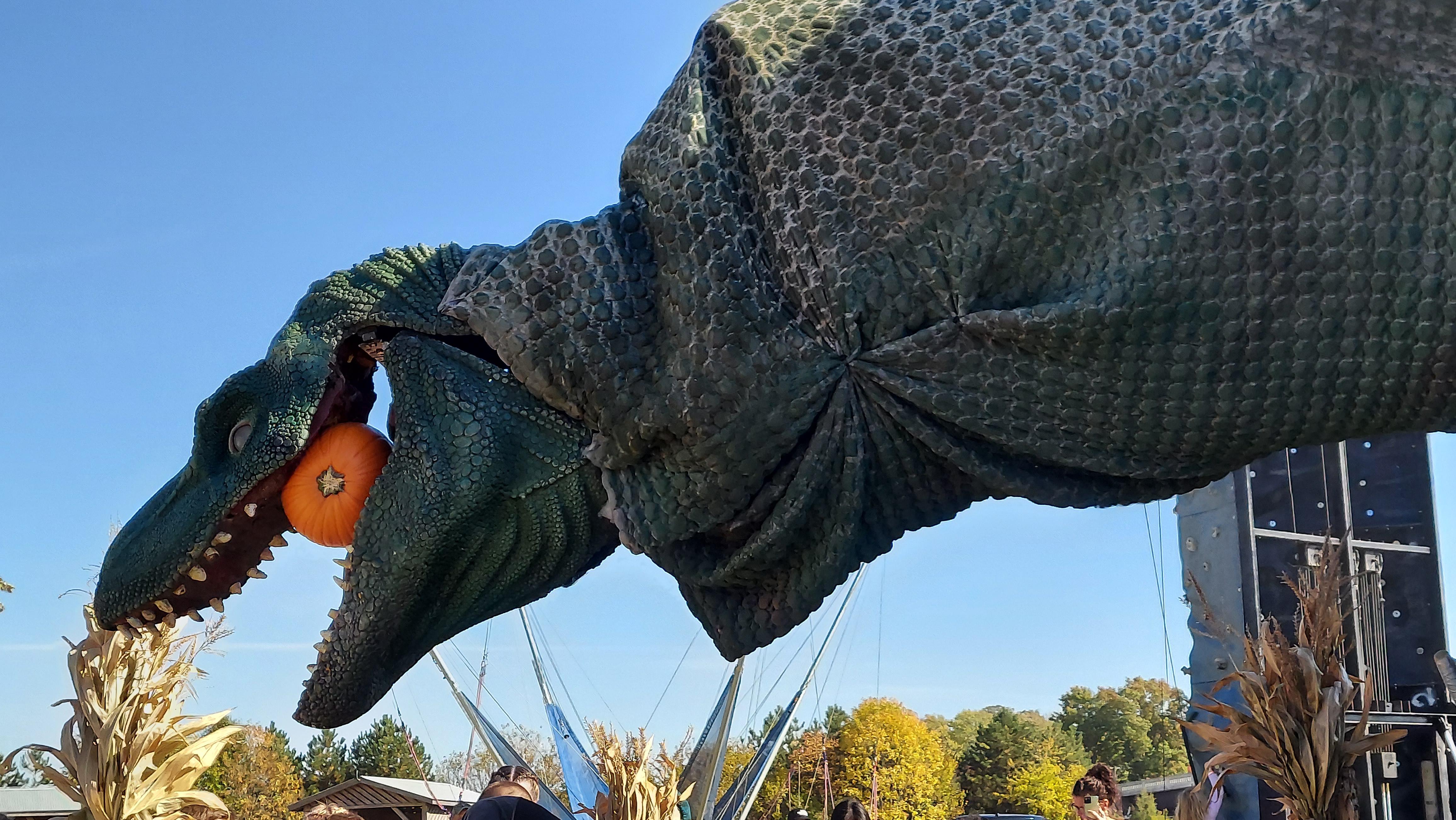 The pumpkineating Dino "Tyranny" at Waterman's Farm on Raymond r
