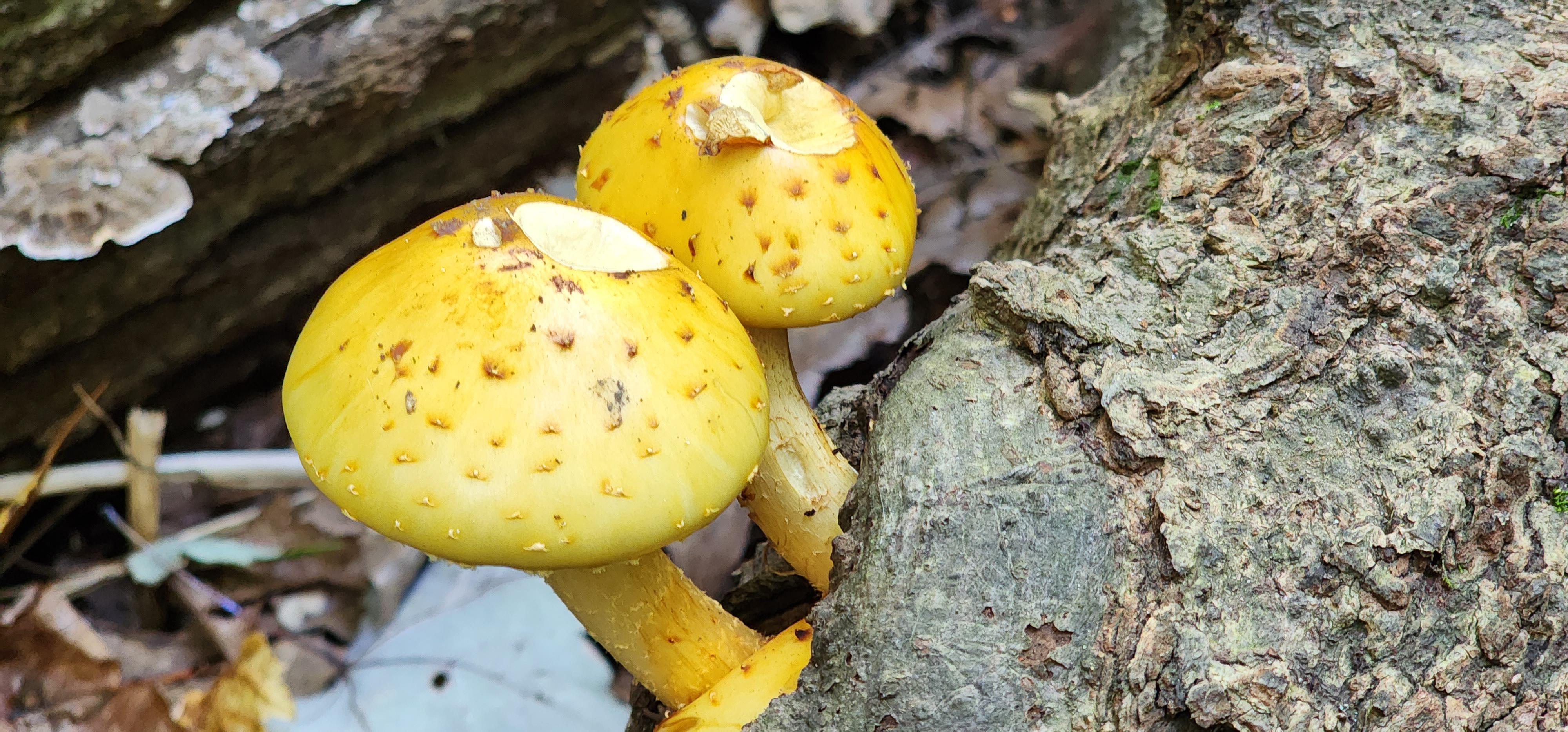 What type of mushrooms are these? Northern Ohio. r/Mushrooms