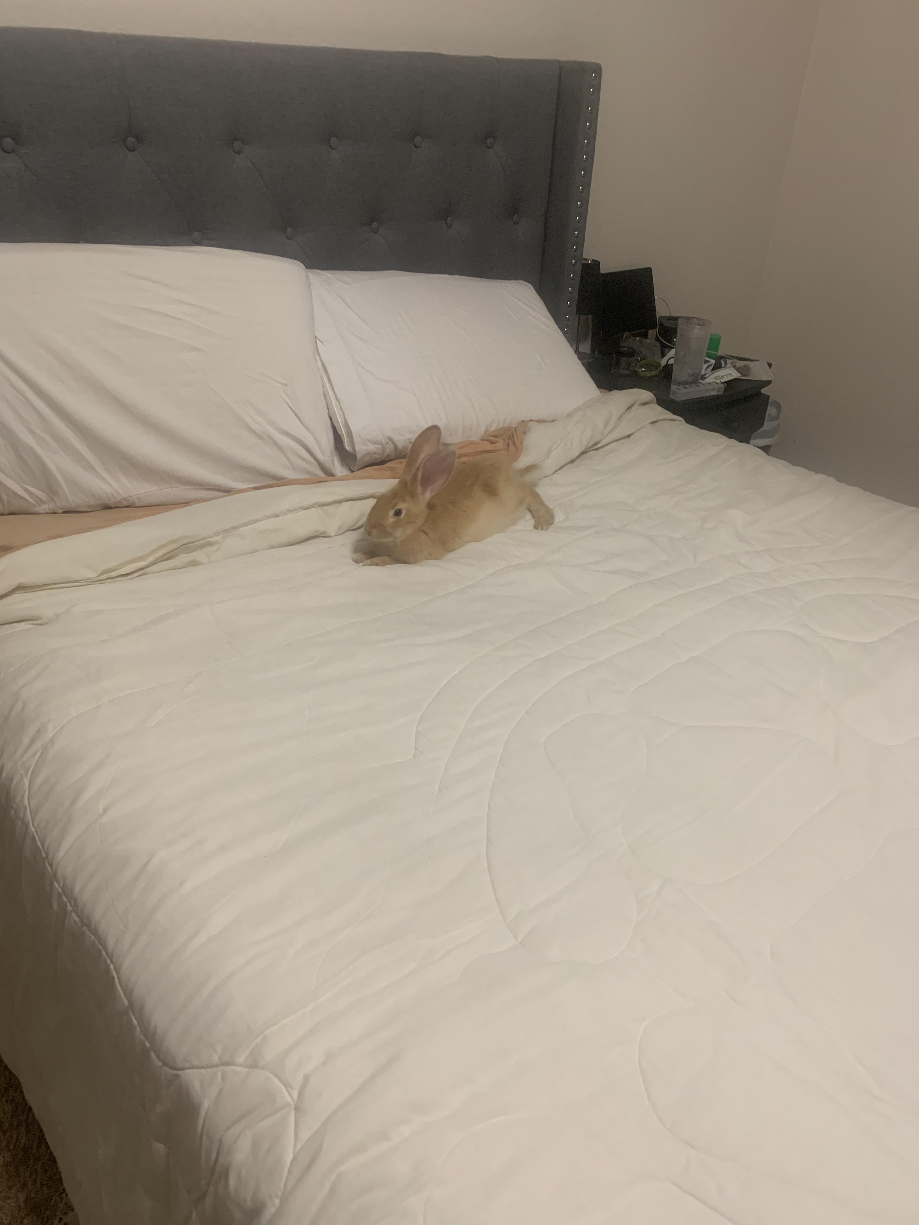 This is my bed! r/Rabbits