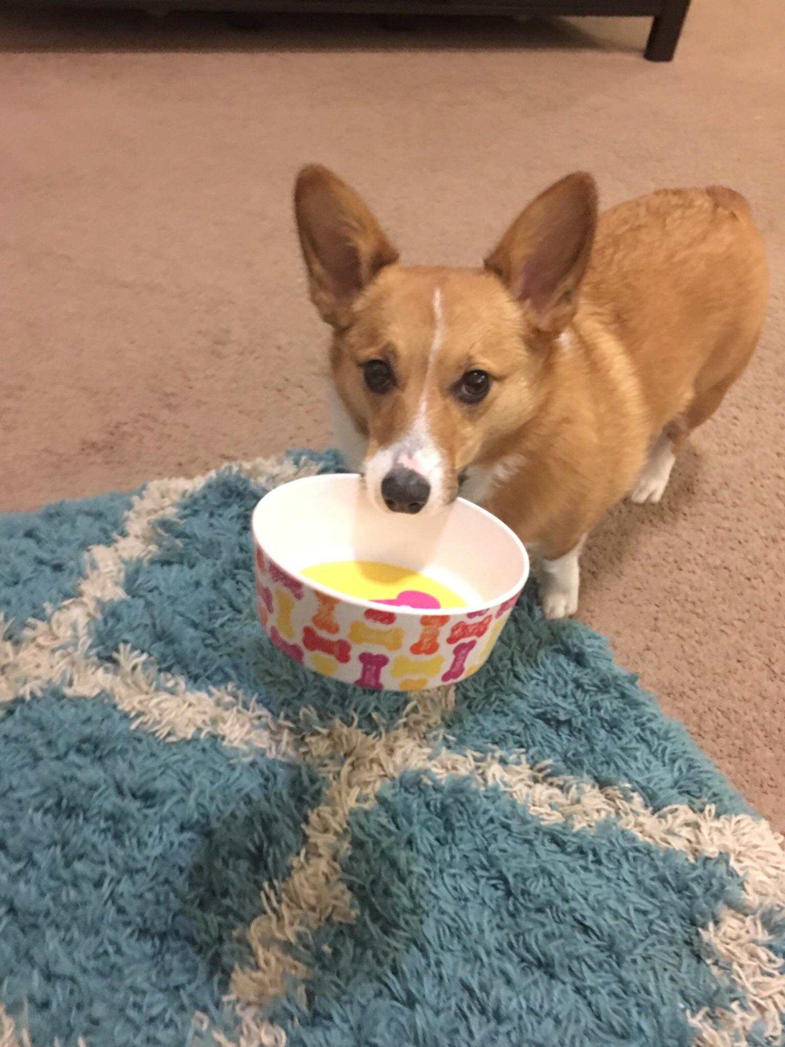 Is this where I put the pic of my dog and her bowl? r/aww