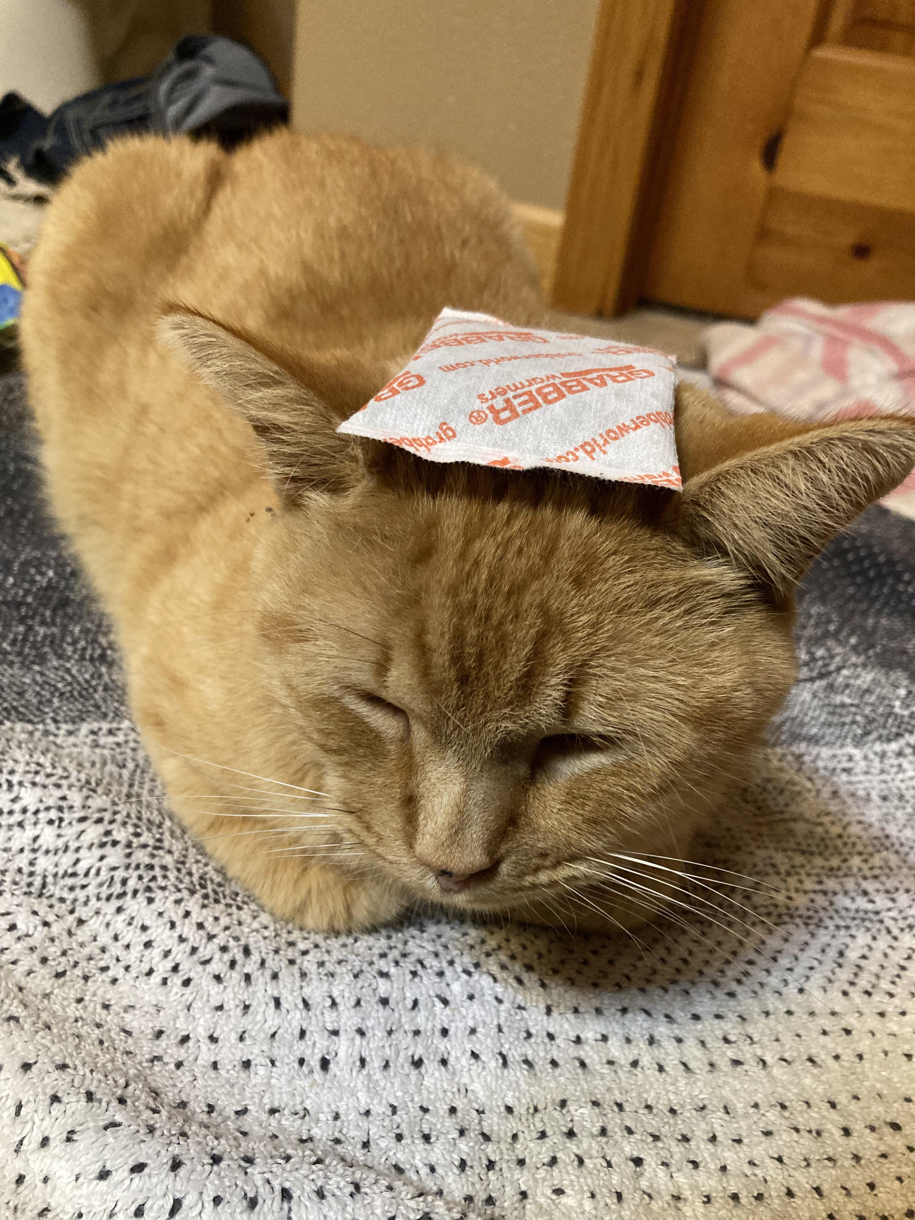 Our cat loves the little hand warmers 💕 r/cats