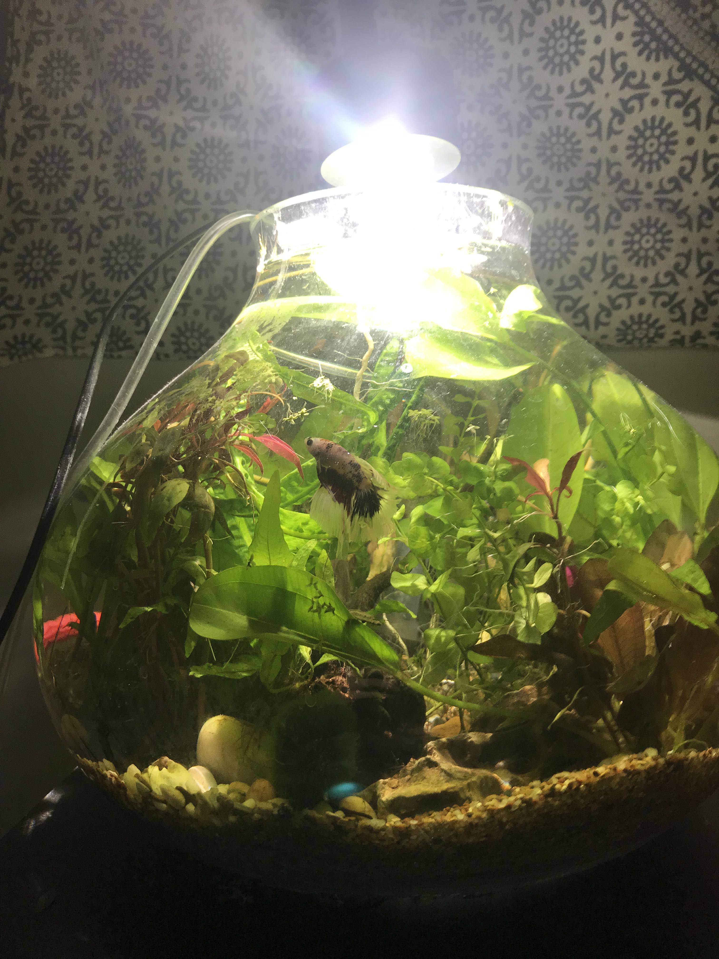 Finally feel like there’s enough plants in the 7 gallon orb r/aquarium