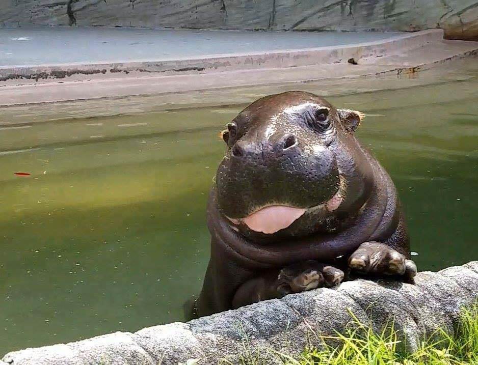 Pictures of Hippo baby can make you smile. pics