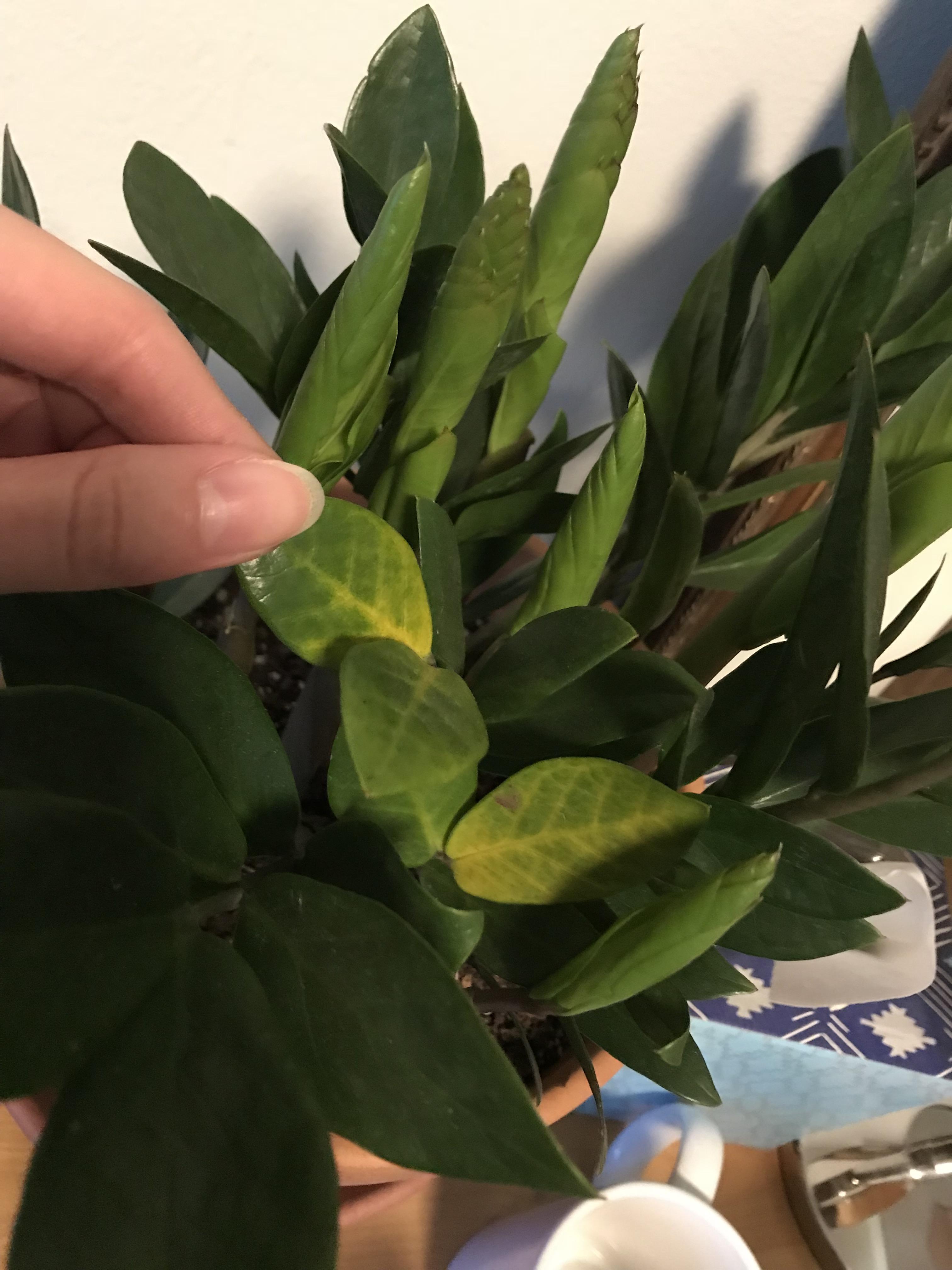 Yellowing leaves on my ZZ plant?? Only watered twice since Jan. but has